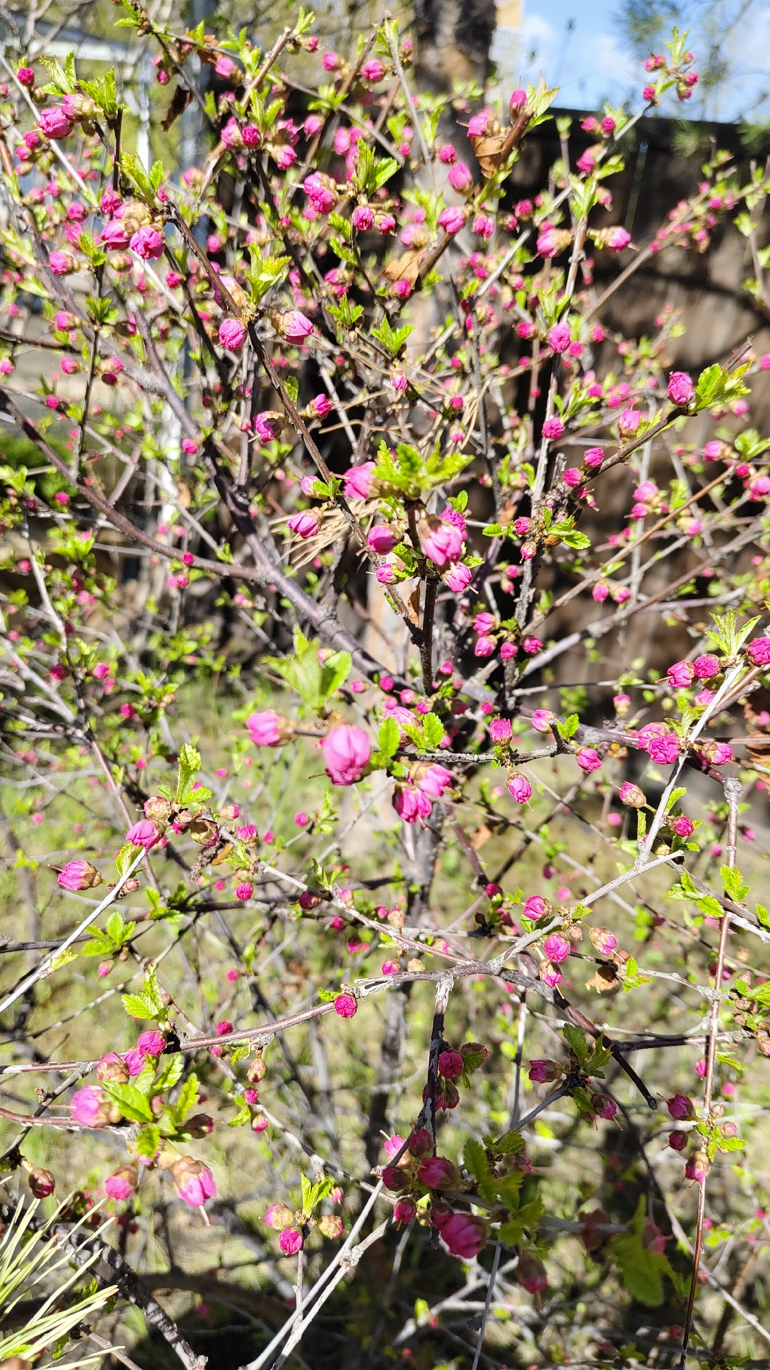 The image depicts a shrub with numerous pink flower buds and some small green leaves. The plant has thin, twiggy branches. The background is blurred, but suggests a garden or outdoor setting. The city of Krasnoyarsk, Russia, is not discernible from the image alone.