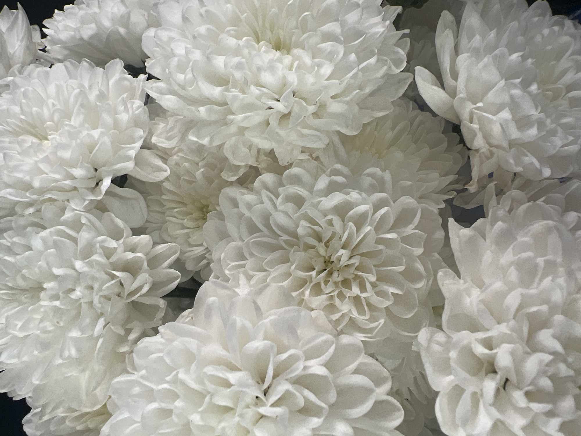 A close-up, overhead shot captures a dense cluster of fluffy white chrysanthemum flowers. The petals are tightly packed, creating a soft, voluminous texture. The lighting casts subtle shadows, highlighting the intricate layers of the blooms. The background is dark and out of focus, directing all attention to the flowers. The image provides no information regarding its location in Novoaltaysk, Russia, or any other environmental or human elements.