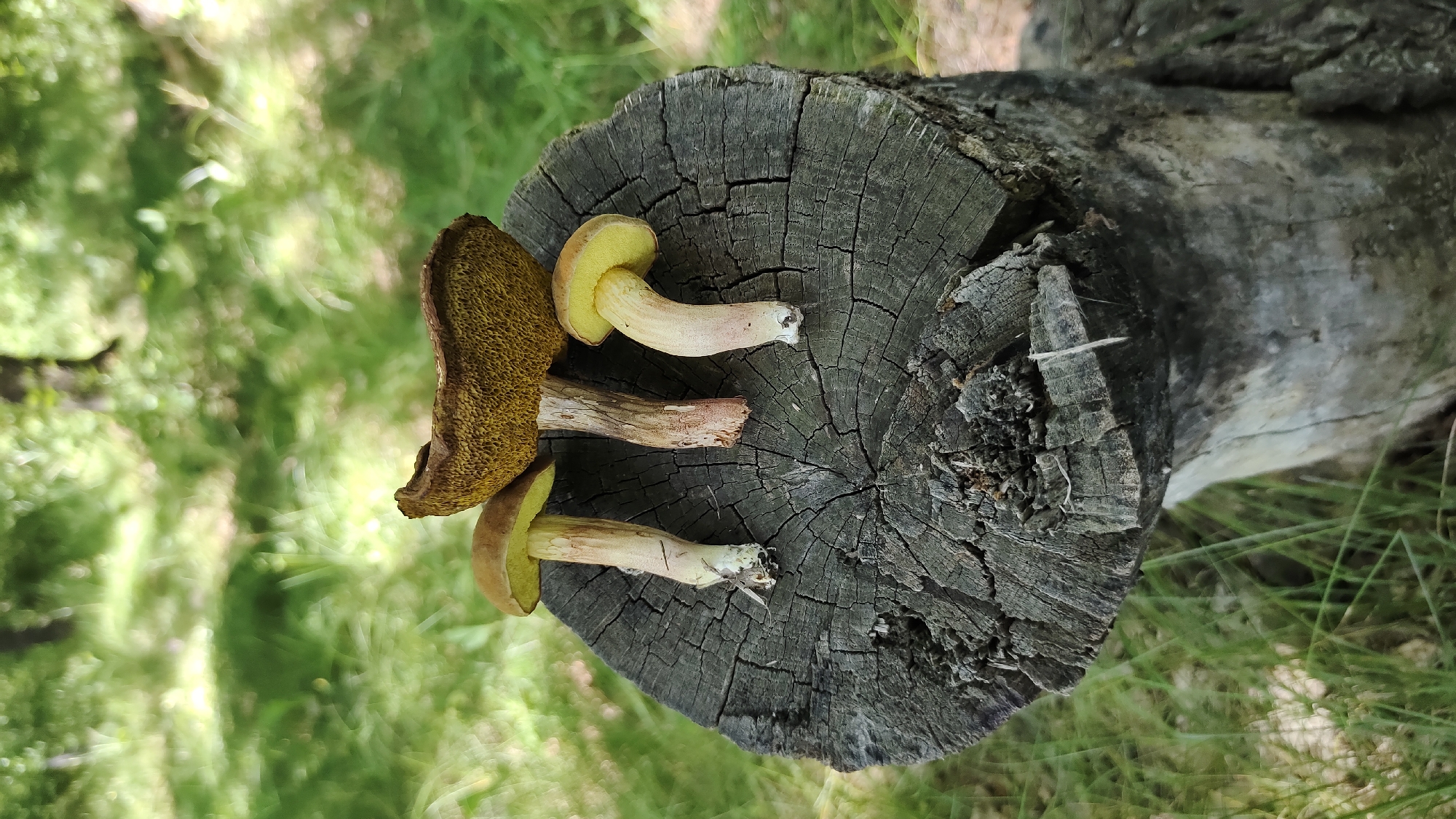 Three brown and yellow mushrooms are displayed on a weathered, cracked tree stump in a natural outdoor setting. The mushrooms have stout, pale stems and broad caps. The largest mushroom on the left has a dark brown, porous underside, while the other two mushrooms are positioned to reveal their bright yellow gills. The tree stump is rough and shows distinct growth rings, indicating it's likely a cross-section of a fallen log. The background is a blur of green, suggesting lush grass and foliage, possibly in a forest or park environment. The lighting appears to be natural daylight, with soft shadows indicating it could be daytime. There is no visible text in the image. The overall scene conveys a sense of nature and foraging, with the mushrooms being the central focus. The location context is Mikhaylovka, Russia.