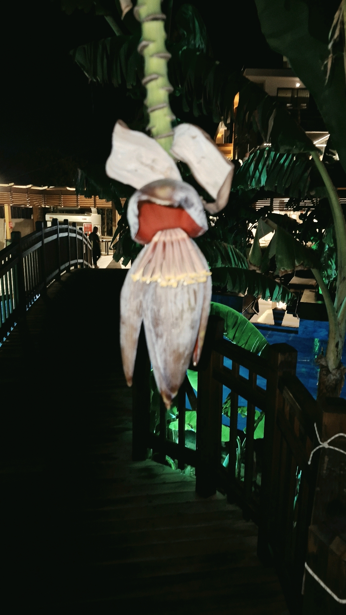 The image, taken at night, features a large, light-colored banana blossom hanging in the foreground, obscuring much of the background. The blossom has a red center and is surrounded by large green banana leaves. A wooden walkway, illuminated by dim lights, extends into the background and curves to the left. A person is visible walking on the walkway in the distance, near a white vehicle. To the right of the walkway, a wooden railing separates it from a body of water that appears to be a swimming pool, lit with vibrant green lights. The scene suggests an outdoor setting, possibly a resort or a hotel in Serik, Turkey, given the tropical foliage and architectural elements.