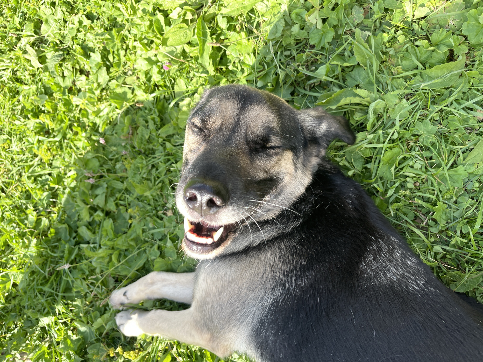 A dog lies on its back on a patch of green grass, with its mouth open and tongue visible. The dog's fur is black and gray, and its paws are visible in the upper left corner of the frame. The background is a blur of green grass and some small purple flowers. The lighting suggests it is daytime and the sun is shining. There are no visible indications of the location being in Nizhny Tagil, Russia.