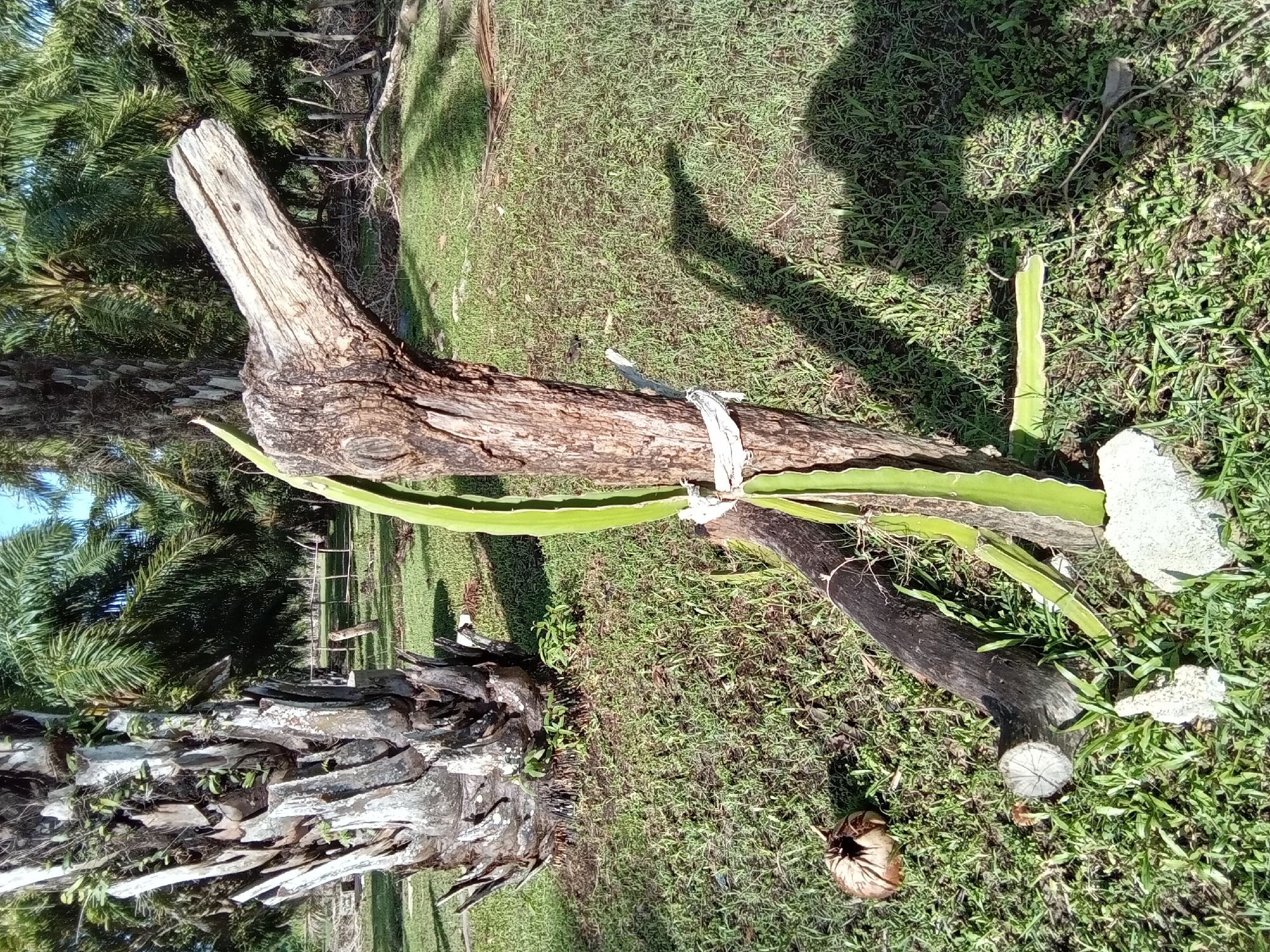 The image displays an outdoor, rural landscape under direct sunlight in Ko Siboya, Thailand. A weathered, grey-brown tree trunk, approximately 1.5 meters in height, stands vertically, angled slightly to the right of the frame's center. Its upper portion tapers to a point. Attached to this trunk, near its midpoint, are multiple flat, green, segmented stems of a dragon fruit plant, secured by a white rope or fabric. An additional, detached dragon fruit stem lies on the grass to the immediate right of the central trunk.
In the left mid-ground, a large, mature palm tree trunk with rough, grey bark and visible leaf scars is prominent. The background is filled with numerous similar palm trees, their green fronds forming a dense canopy under a clear blue sky, indicative of a plantation setting. In the mid-ground, behind the central trunk, several vertical wooden posts and some horizontal wooden elements form a rudimentary fence line.
The ground is covered by short, green grass, intermingled with areas of exposed soil and scattered organic material. In the lower left foreground, a brown, husked coconut rests on the grass. A darker, horizontal log and a smaller, cut log section are situated at the base of the central trunk, to its left.
Prominent, elongated shadows, including a large, amorphous shadow consistent with a human figure in the lower right, are cast across the grassy ground, suggesting strong illumination from an unseen light source to the left. No individuals are visible in the scene.