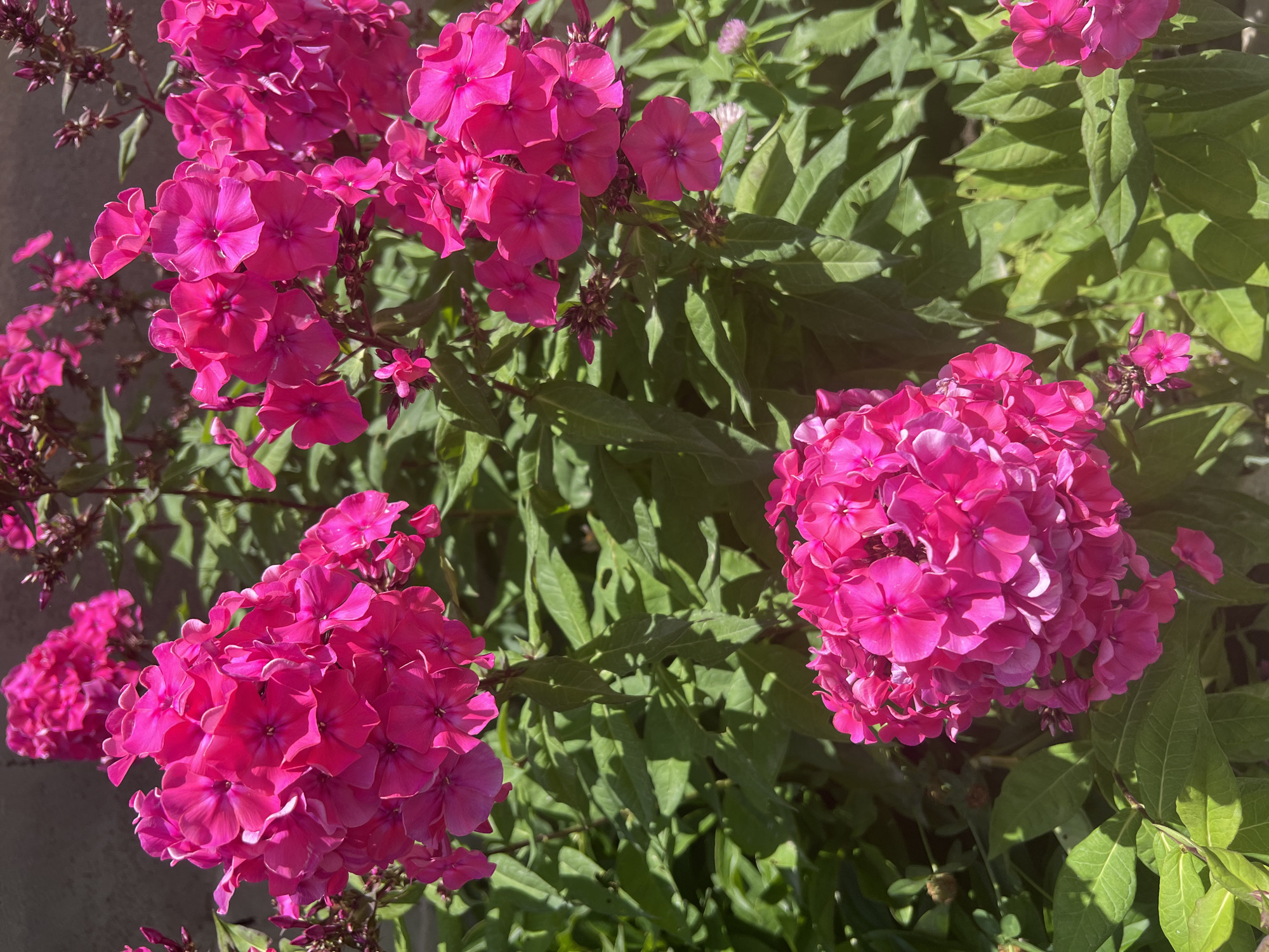 This image shows a close-up view of bright pink phlox flowers blooming in a garden. The flowers are clustered together in large, dense bunches, with individual petals clearly visible. The background consists of lush green foliage, casting dappled shadows from the sunlight. The setting appears to be a private garden or park, likely in Bosteri, Kyrgyzstan, given the context. There are no people or animals present in the image. The overall impression is one of vibrant natural beauty on a sunny day.