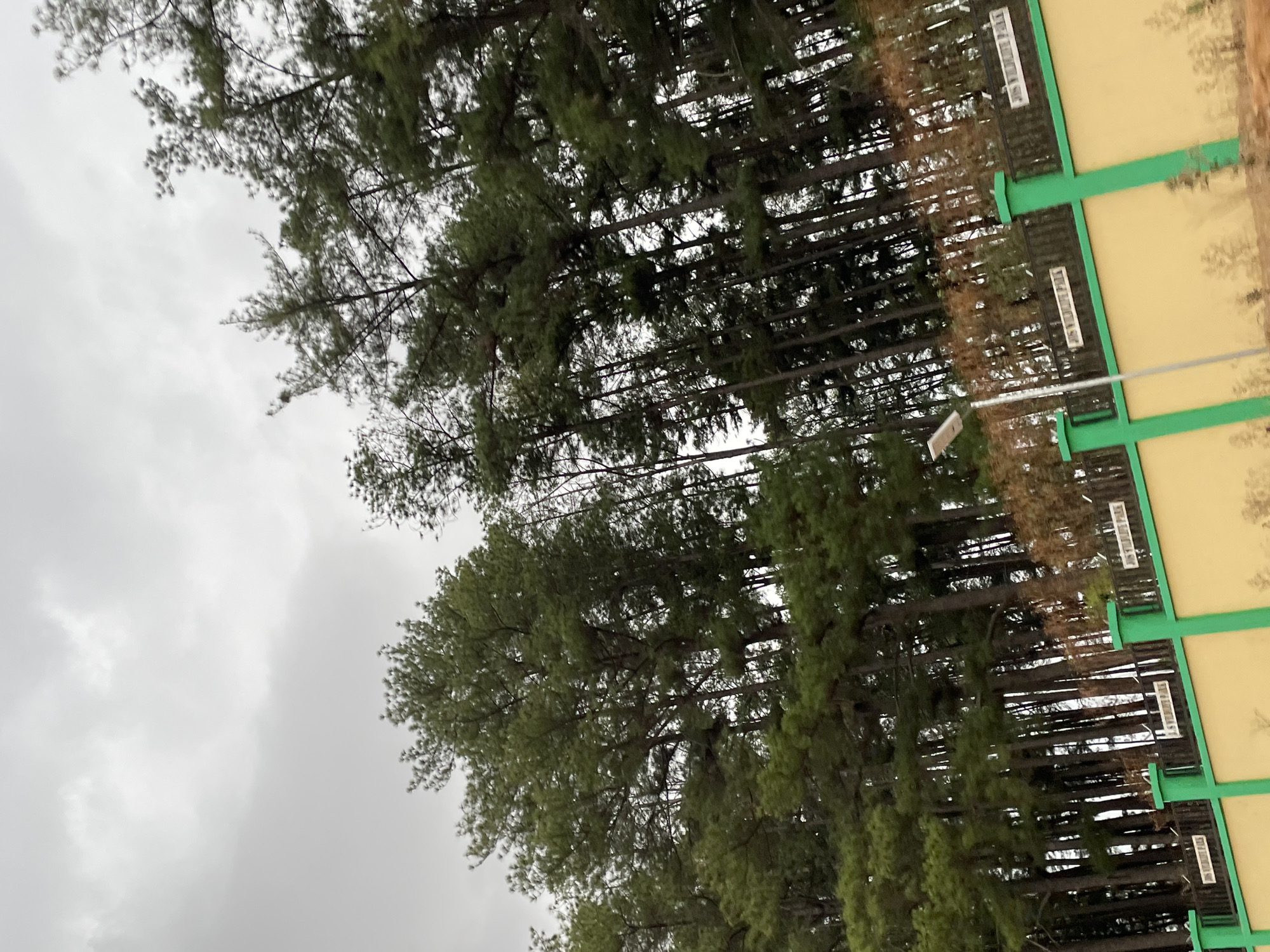 The image shows a view of the environment around Jenta Adamu, Jos, Nigeria. A dense row of tall coniferous trees lines the edge of a building with a yellow and green facade. Overcast skies are visible above the trees. A lamp post is adjacent to the building. Signs are posted on the facade of the building.