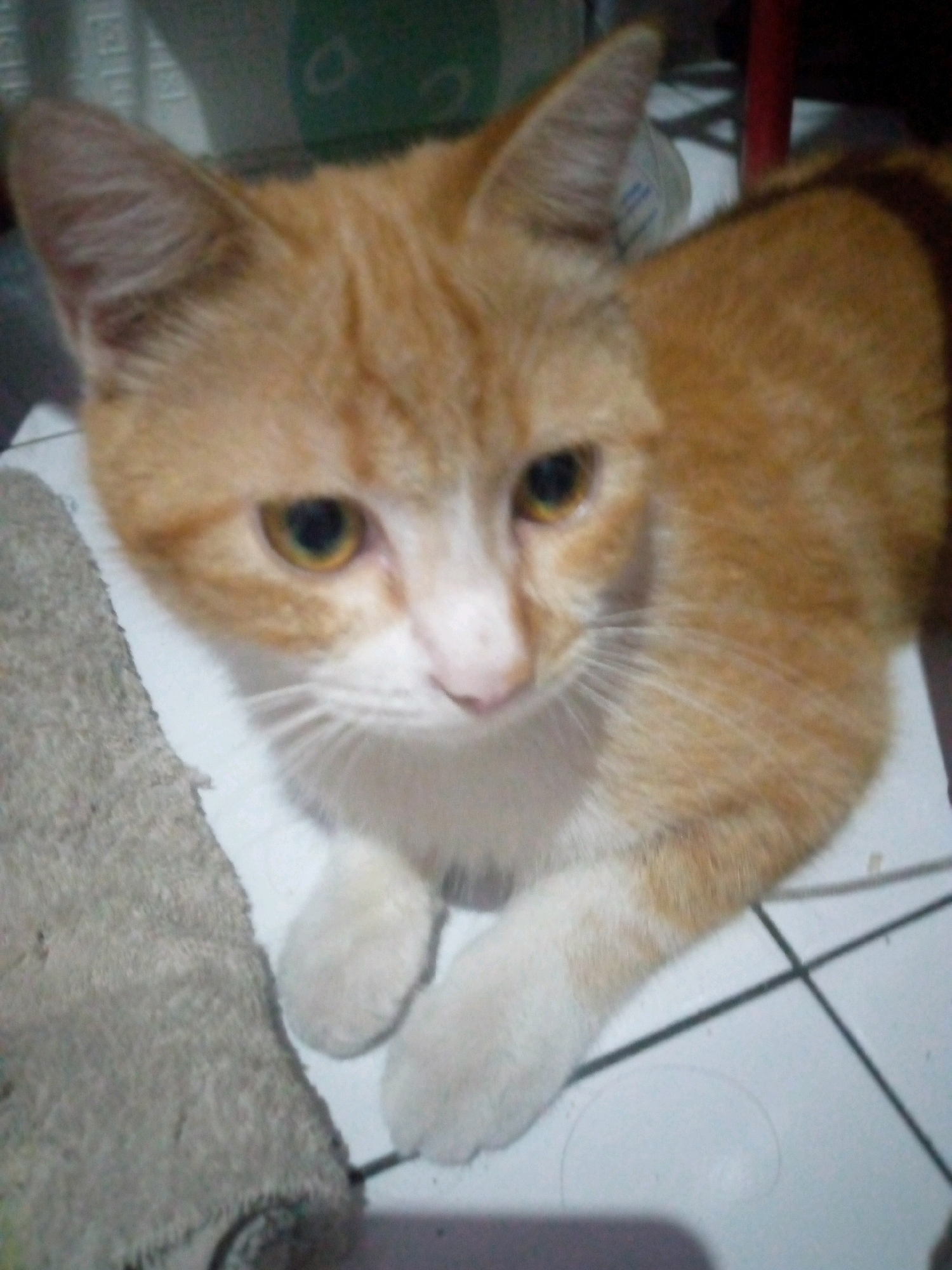 An orange and white cat is lying on a tiled floor in Sumberwono, Indonesia. The cat is facing forward, with its head tilted slightly to the left. Its eyes are open and looking at the camera. The cat's fur is short and soft. The floor is made of white tiles with black grout lines. There is a gray rug to the left of the cat. The background is blurred, but appears to be a wall with some objects on it.