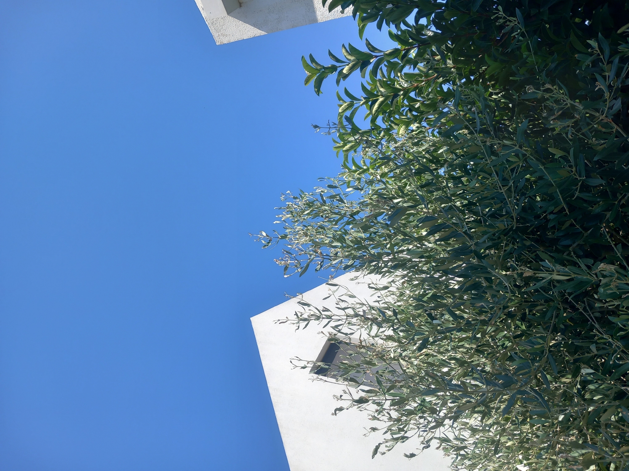 An exterior, low-angle shot shows a bright, clear blue sky above dense green foliage and a portion of a modern white building. The building, on the left, has a sharp, angular corner and a dark, recessed window. Another white structure is partially visible on the right. The vegetation appears to be a mix of trees or shrubs, with some branches reaching towards the sky. The image suggests a sunny day in a coastal or Mediterranean environment, possibly a residential or resort area like Άγιος Νεκτάριος, Greece.