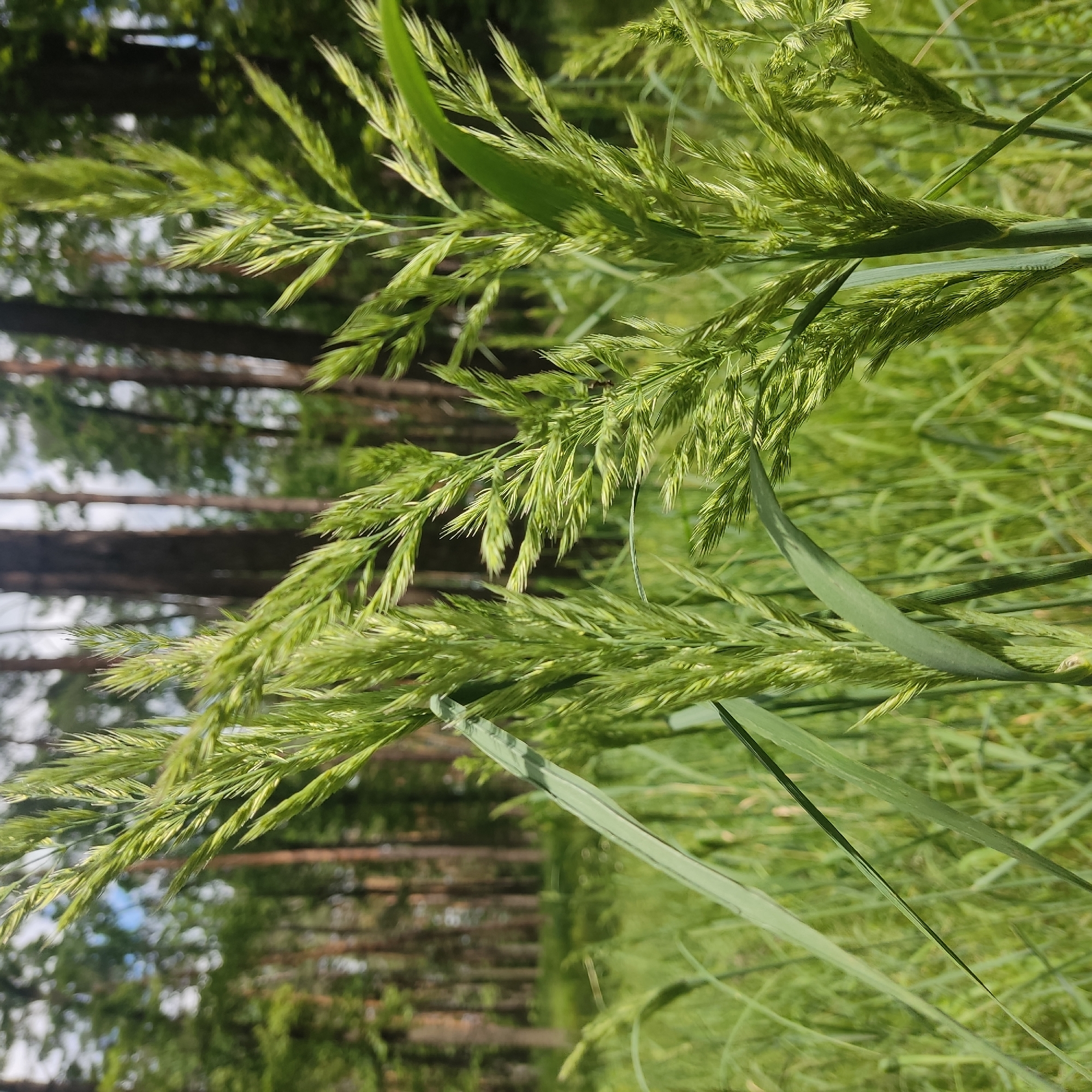 In the foreground of the image, tall green grass stalks with seed heads are in focus, with a blurred background of a pine forest and a bright sky. The grass stalks have a feathery appearance with numerous small seeds. The forest consists of tall, slender pine trees with green foliage. The lighting suggests a sunny day. There are no people or animals visible in the scene. The image depicts a natural outdoor environment.