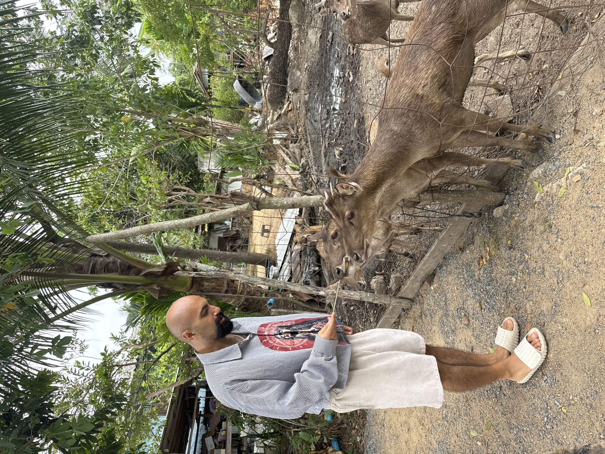 A bald, bearded South Asian man with dark skin stands in a yard and feeds several deer with a stick. He is wearing a striped long-sleeved shirt and light-colored shorts. The deer are standing behind a fence, reaching for the food. The yard is dusty with scattered rocks and leaves, and there are trees and a structure in the background, suggesting a rural or semi-rural setting, possibly in Ko Samui District, Thailand. The overall atmosphere appears casual and outdoorsy.