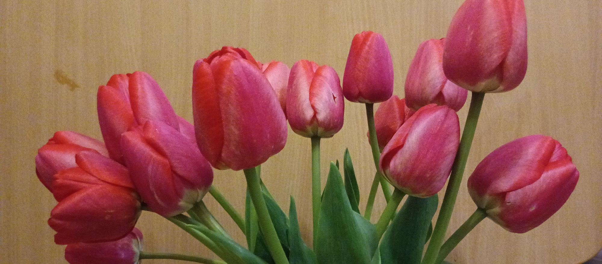 A close-up image captures a cluster of vibrant pink tulips. The petals of the tulips exhibit subtle variations in tone, transitioning from deep reds to softer pinks, with slight imperfections in their surfaces. The green stems of the tulips are visible, and the background consists of a tan wall. The location is Unknown, Unknown.