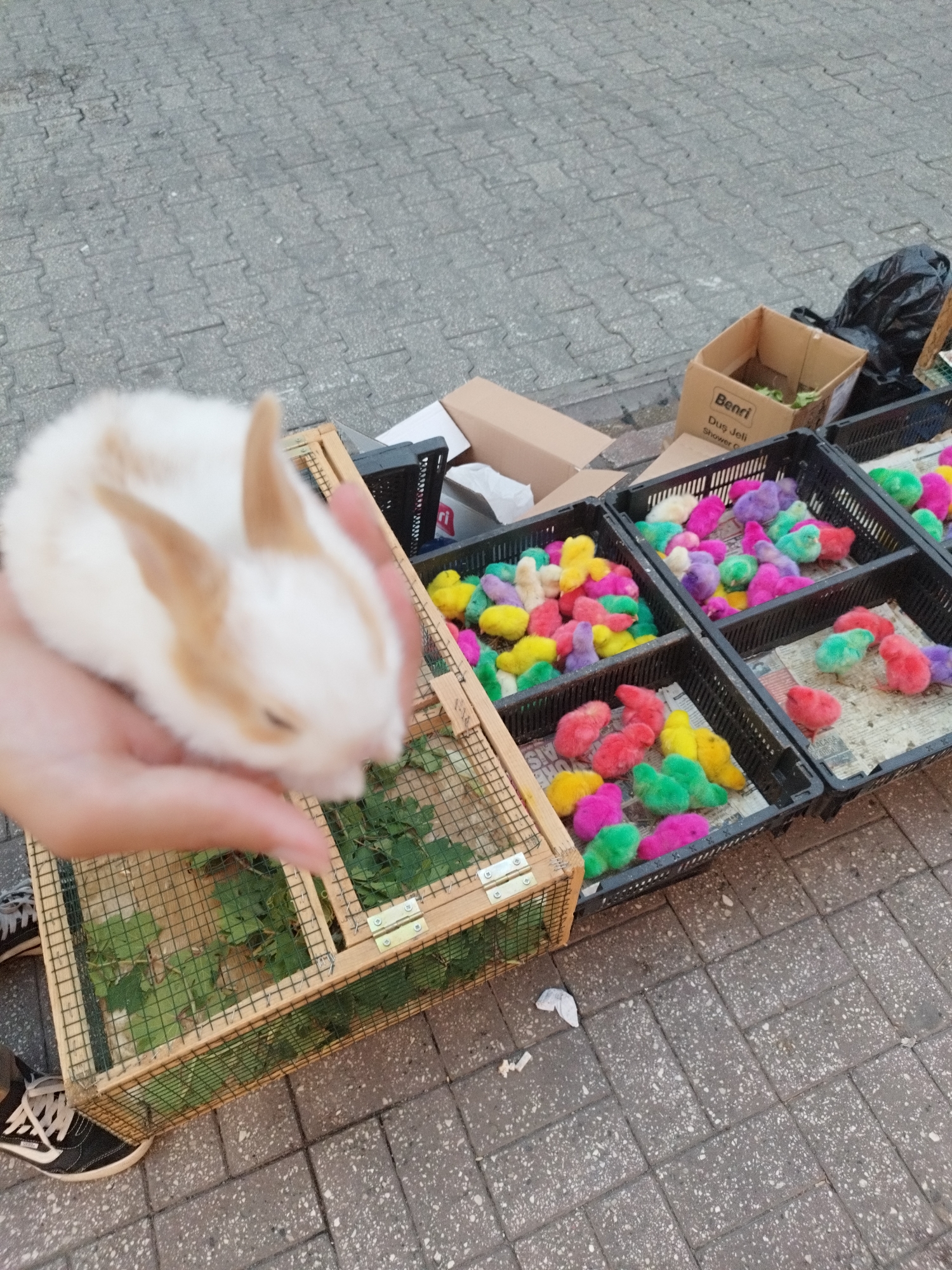 In Seyhan, Turkey, a person's hand cradles a small, fluffy white and tan rabbit. The rabbit is held over a wooden and mesh cage containing green leafy vegetation. To the right of the cage, multiple black plastic crates are filled with vibrantly colored baby chicks. The chicks are a mix of bright pink, yellow, green, and purple. Behind the crates, a cardboard box labeled "Benci Duş Jeli Shower G" and a black trash bag are visible. The scene takes place on a paved outdoor surface, likely a sidewalk or market area, with interlocking gray pavers. The ground is somewhat worn, suggesting an area with pedestrian traffic.