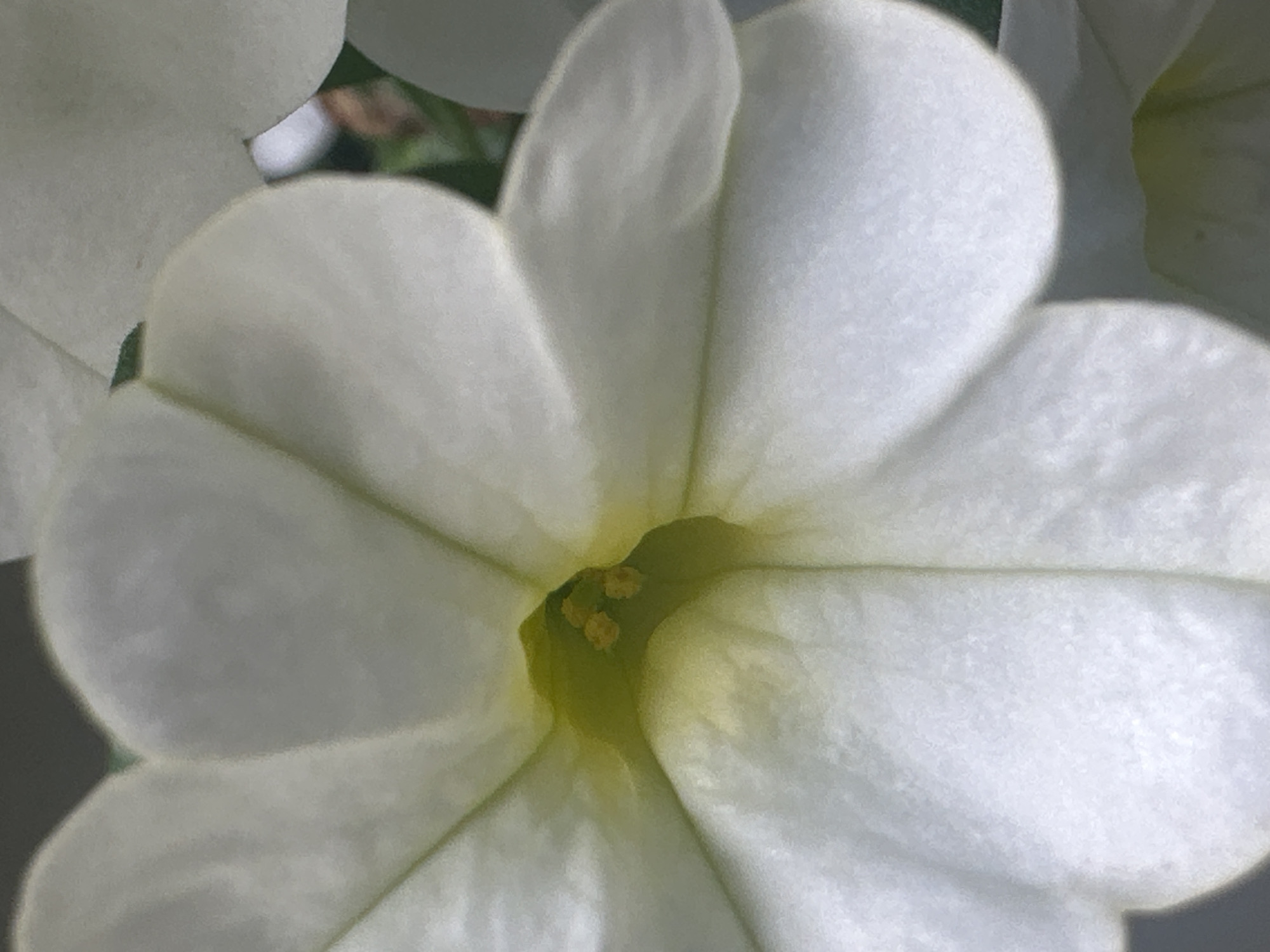 The image is a close-up, macro photograph of a white petunia flower. The flower's white petals are the dominant feature, with a soft, velvety texture. The center of the flower is a pale yellow-green, with four small, yellow pollen-tipped stamens visible. The lighting creates soft shadows and highlights on the petals, emphasizing their delicate curves. The background is blurred and out of focus, suggesting it is a natural environment, possibly a garden. The image does not contain any information to suggest a specific location within the city of Łódź, Poland, or any human activity.