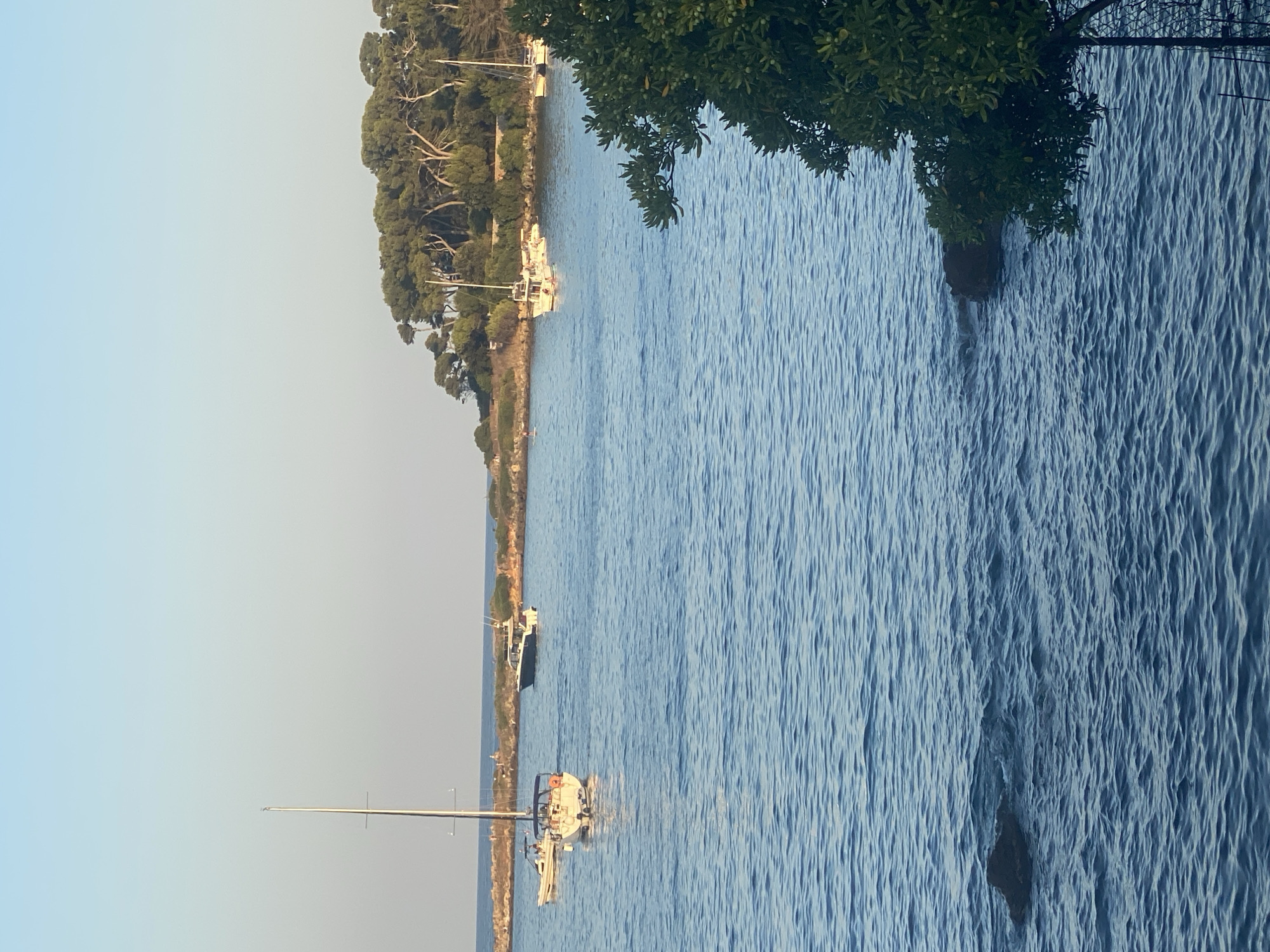 The image captures a serene coastal scene in Antibes, France, likely taken from a viewpoint overlooking the water. Several sailboats and motorboats are visible at anchor or gently moving on the calm blue sea. The background features a lush, tree-lined coastline with rocky outcrops, characteristic of the Antibes peninsula. The sky is clear and a pale blue, suggesting it is either early morning or late afternoon. In the foreground, a dark rock is partially submerged in the water on the left, and a dense green tree branch with small green fruits hangs into the frame from the right, partially obscuring the view of the water and distant coastline. The overall impression is one of tranquility and natural beauty.