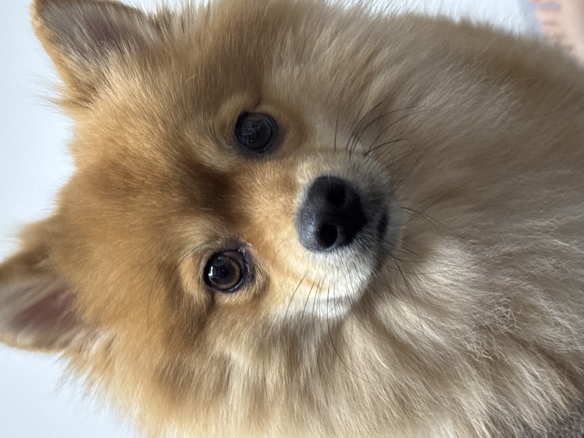 A close-up shot features a tan and brown Pomeranian dog looking directly at the camera. The dog's head is tilted slightly to the left. The dog has dark brown eyes, a wet black nose, and fine whiskers. The background is out of focus and appears to be a plain white surface. No location is discernible from this image.