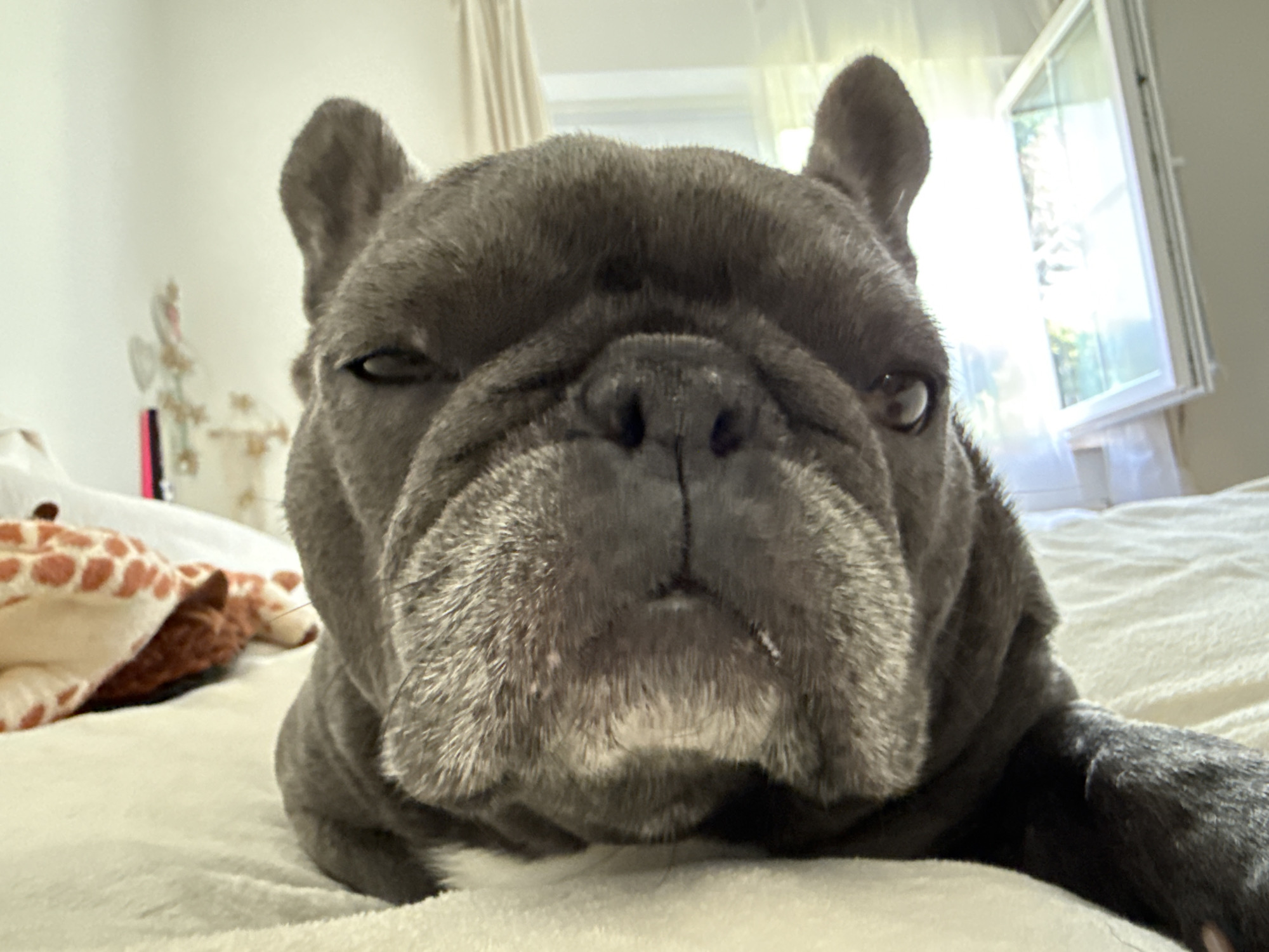 A close-up, low-angle, selfie-style shot features a grey French bulldog lying on a cream-colored, soft surface, possibly a bed or sofa. The dog's face is the central focus, with its ears perked and its expression appearing sleepy or perhaps slightly unimpressed. Its snout is broad and wrinkled, with visible whiskers. To the left of the dog, partially visible, is a stuffed animal, appearing to be a giraffe with a patterned hide of orange spots on a cream background. Behind the dog and to the right, a window with an open pane is visible, allowing bright natural light to enter the room. The background consists of a light-colored wall and curtains. There is no indication of the city of Bad Sachsa, Germany within the image.