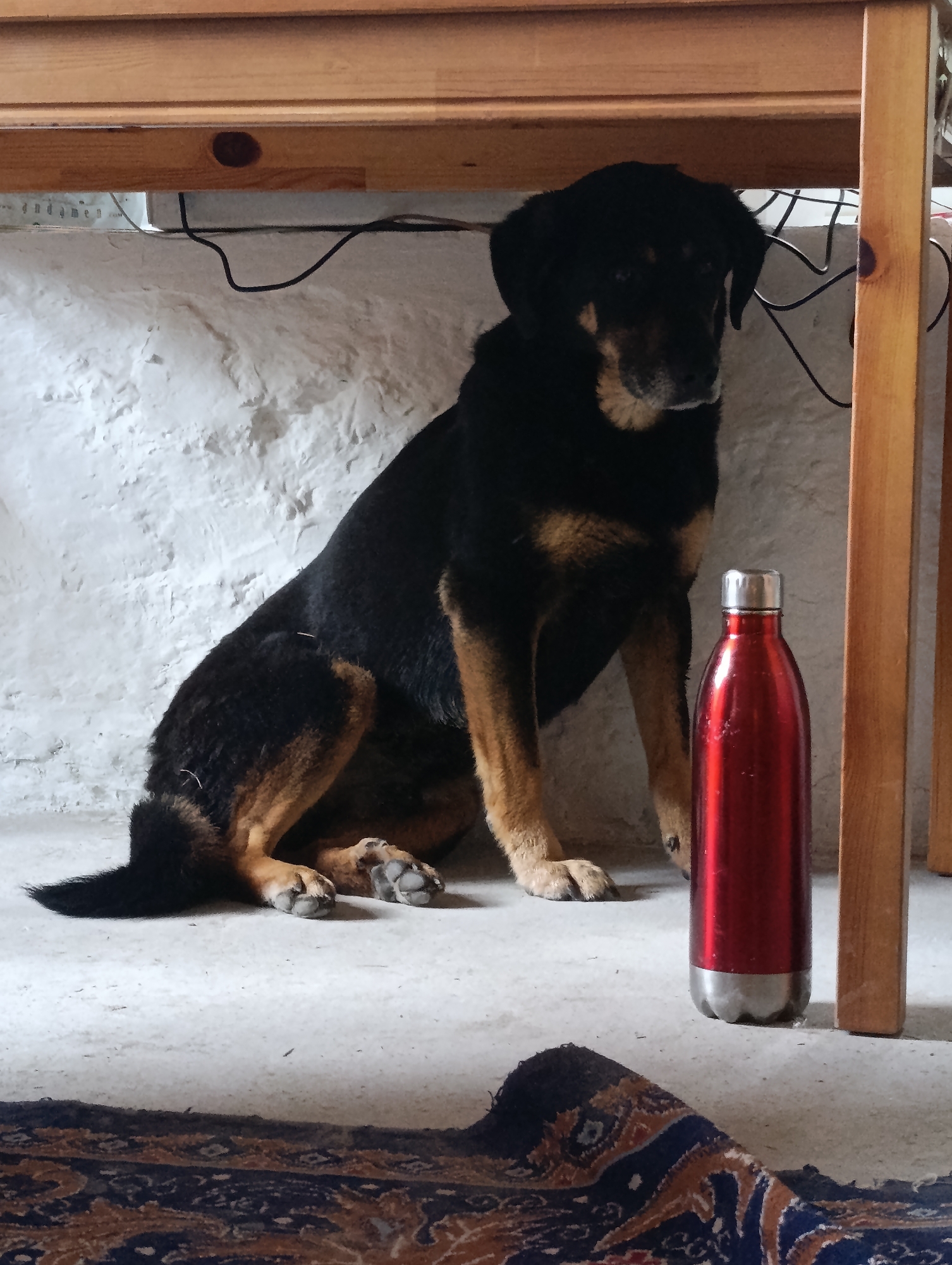 A medium-sized, black and tan dog is sitting under a wooden table, its body angled slightly to the left. To its right, a red metallic water bottle with a silver top stands upright on the concrete floor. The wall behind the dog is white and textured. A patterned rug lies in the foreground, partially obscuring the floor. The scene appears to be indoors, possibly in a rustic setting, with the context of Shanag, India, implied by the prompt.