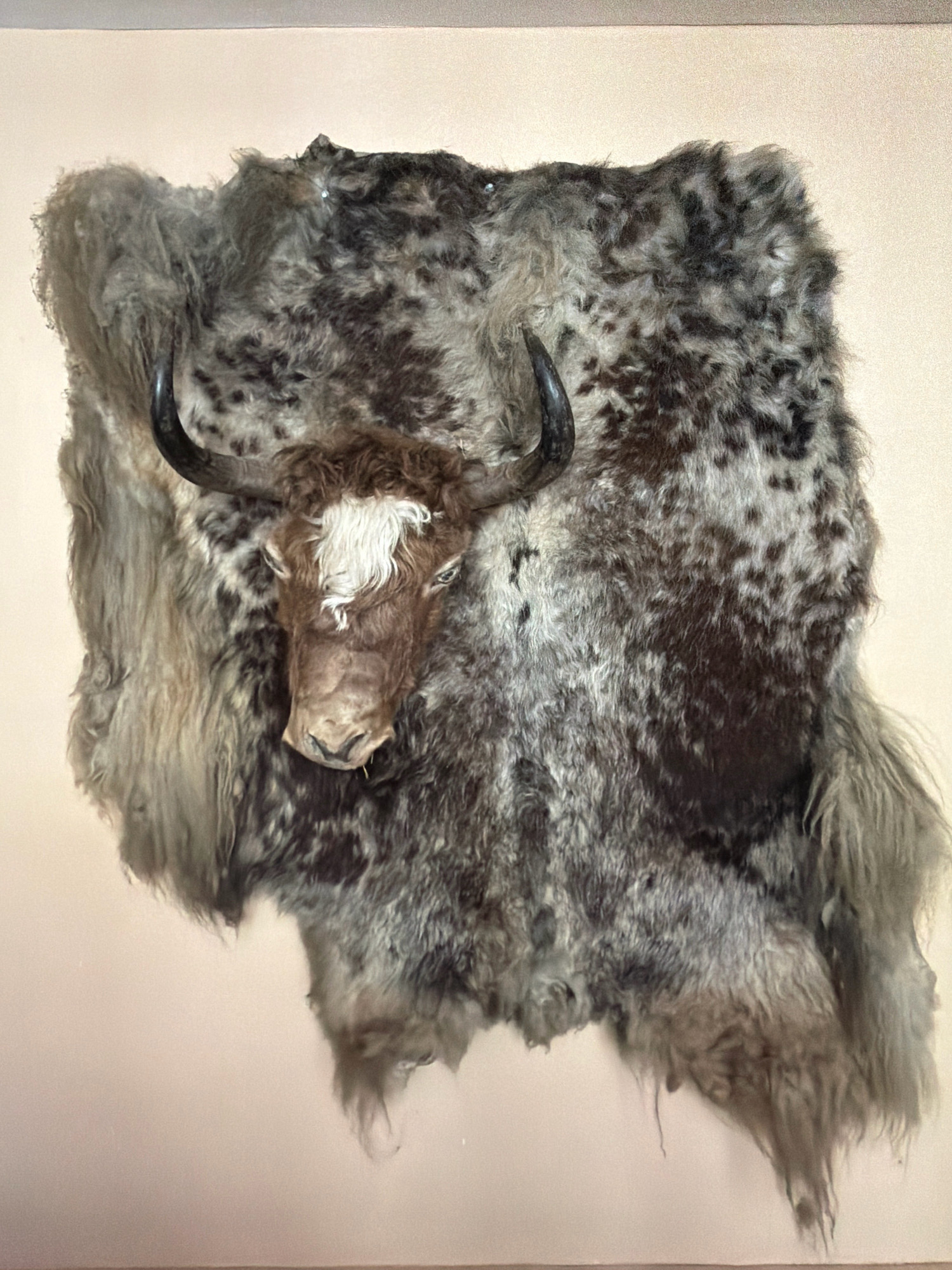 A mounted yak pelt with the head attached hangs on a plain, light-colored wall in Pisang, Nepal. The pelt is large and covers most of the wall space in the frame. The yak's head is positioned in the center, facing forward. It has dark, curved horns and is covered in shaggy brown and white fur, with a prominent white blaze on its forehead. The pelt itself is a mixture of dark brown and lighter gray hairs, with longer, lighter-colored fur hanging down from the sides and bottom. The overall texture of the pelt is rough and dense.