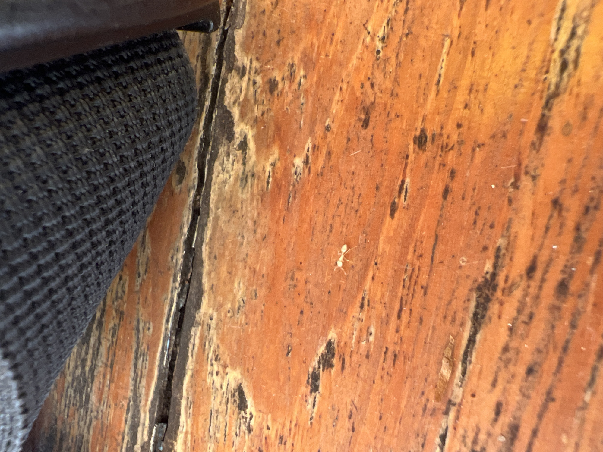 A close-up, slightly angled shot shows a segment of distressed, orange-toned wooden flooring with dark streaks, possibly from wear or staining. An ant is walking across the wood. To the left, a dark gray, woven material is visible. The wooden flooring appears aged with imperfections and color variations. The location and specific characteristics of the scene are not readily determinable from the image.
