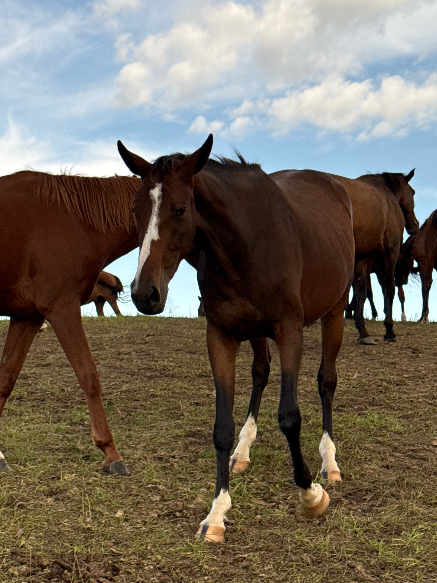 In the village of Galinė, Lithuania, a group of horses are gathered in a field under a partially cloudy sky. The primary subject is a dark brown horse with a white blaze on its face, positioned in the foreground and facing left. Its front legs are white-socked, and it is looking slightly downward. To its left, another brown horse is partially visible, with its head and mane obscured. In the background, several other horses are present, with their bodies and legs visible against the horizon. The ground is a mix of mud and sparse green grass, indicating a damp or recently rained-upon environment. The sky is a light blue with scattered white clouds.
