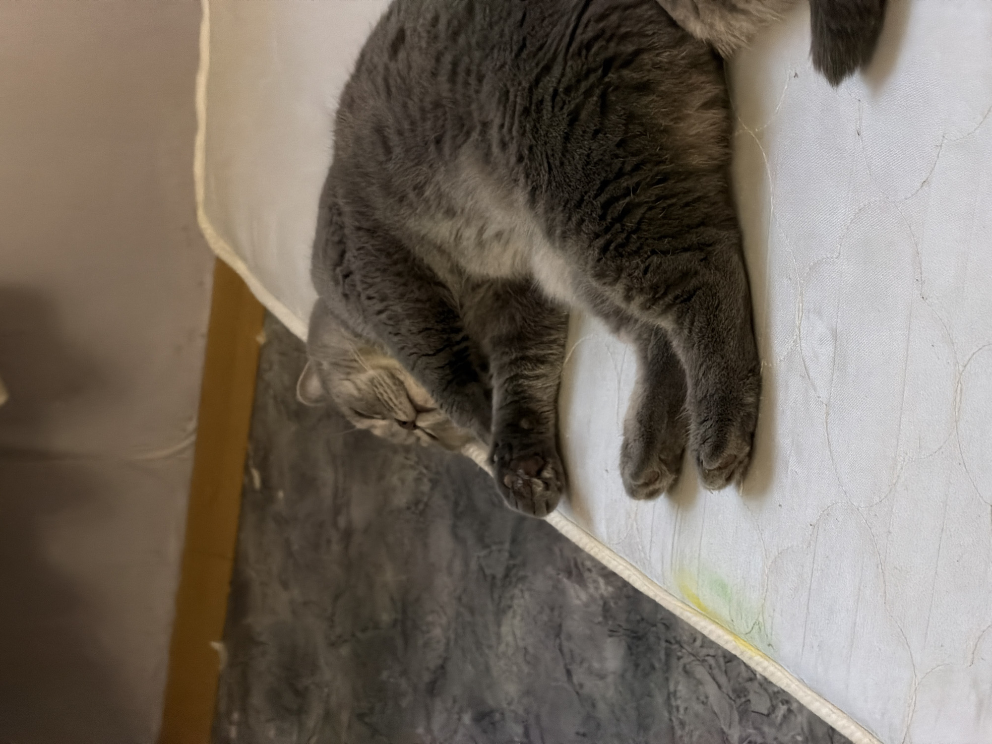 A gray cat is lying on a white quilted mattress with a yellow stain on the edge. The cat is positioned near the edge of the mattress, with its paws dangling over the side. The background shows a wall with gray mottled texture and a portion of what appears to be furniture. The location is presumably Perm, Russia.