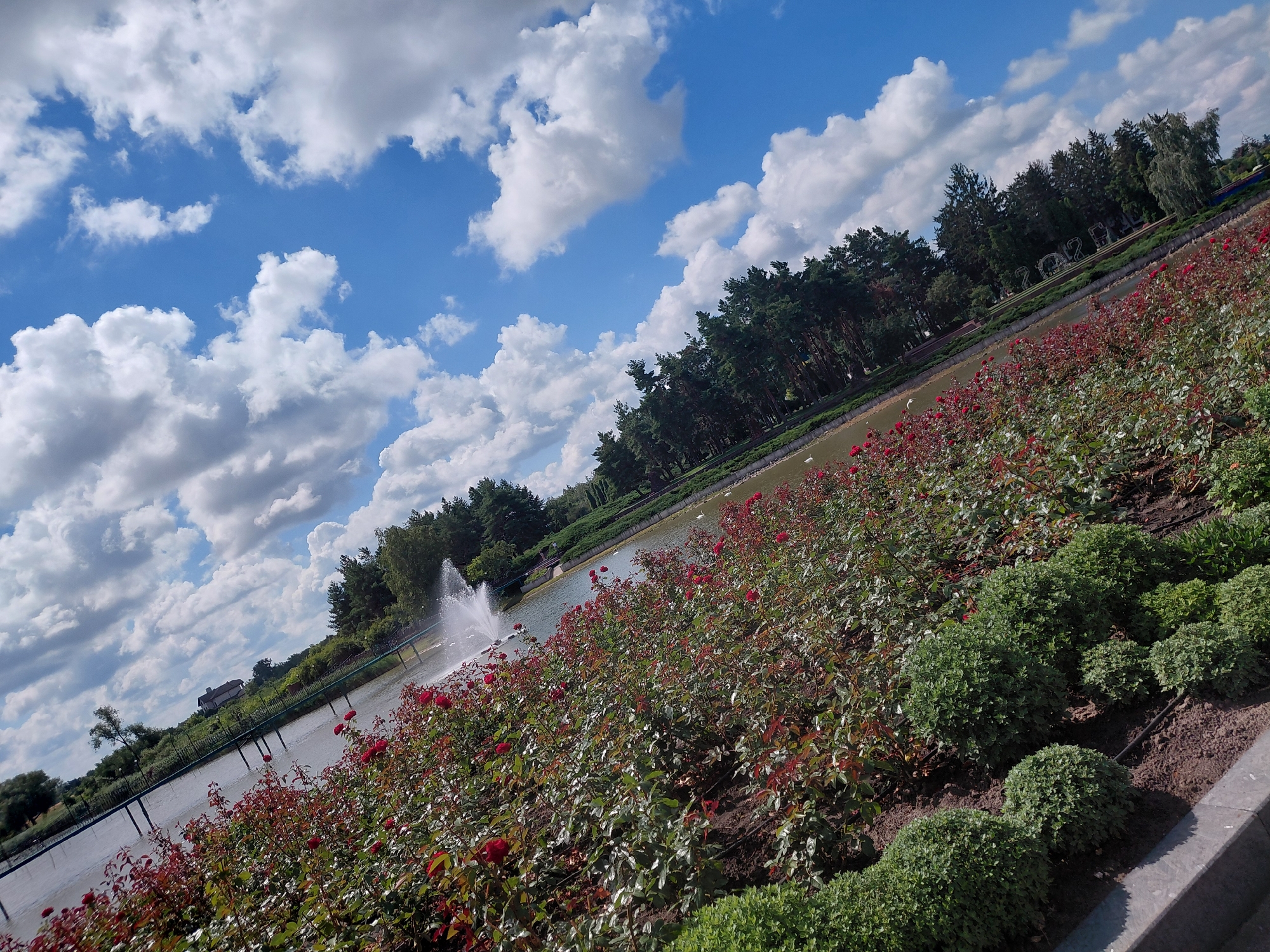 The image captures a scenic view of a park or garden in Kovalivka, Ukraine, on a bright, partly cloudy day. In the foreground, a densely planted area of red roses with green foliage fills the lower right and center of the frame, extending diagonally across the image. To the left of the roses, a body of water, likely a lake or pond, is visible. A fountain sprays water high into the air in the middle distance on the left side of the water. Beyond the water, a line of dark green trees forms a backdrop, with some buildings and a road visible in the far distance on the left, suggesting the park is bordered by urban or suburban areas. The sky above is a vibrant blue, dotted with fluffy white clouds. The overall impression is one of a well-maintained, picturesque outdoor space.