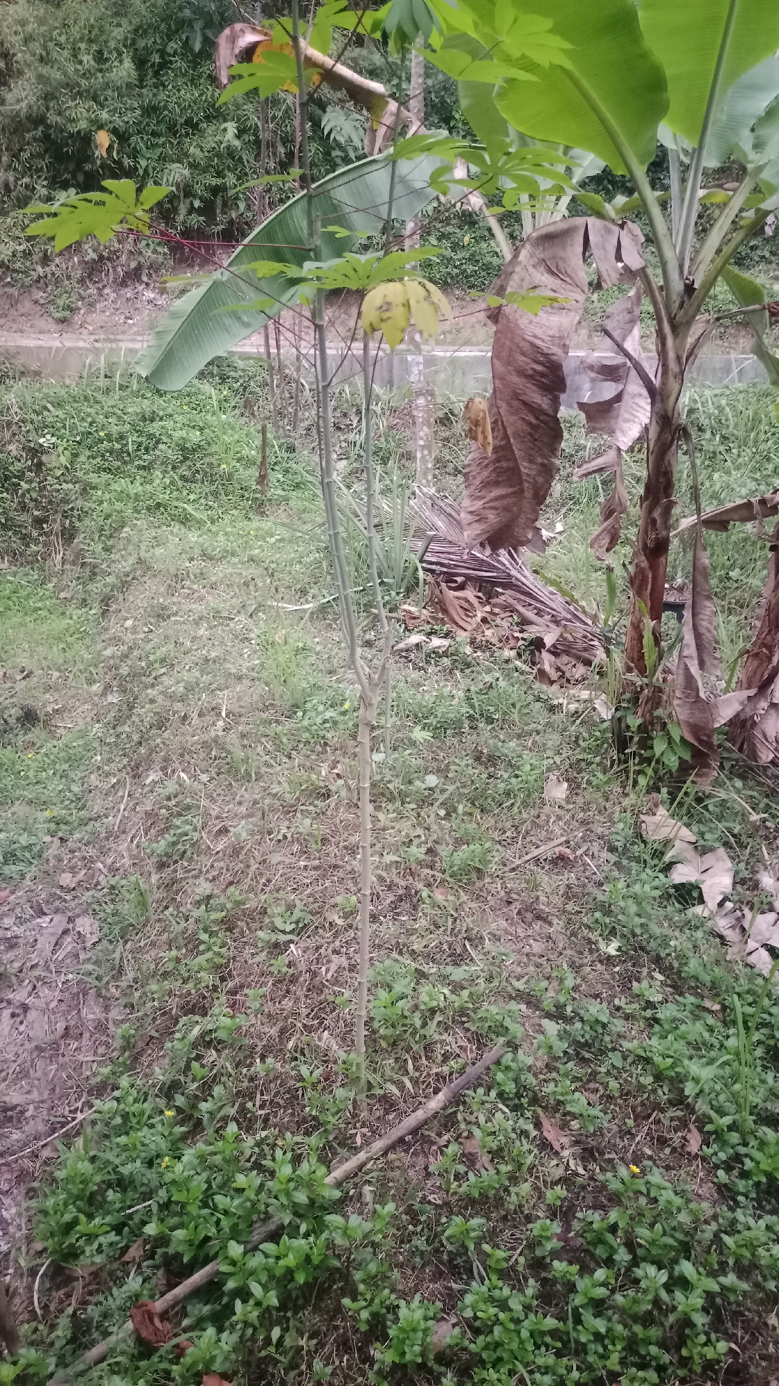 A vertical, medium shot captures an outdoor scene in Desa Burujul Jaya, Indonesia, focusing on a narrow, sapling-like plant with sparse green leaves. The sapling stands in the center foreground, its thin, greyish-brown trunk rising from a patch of low-lying green vegetation. To the right of the sapling, a larger plant, possibly a banana tree, displays large, green leaves and a thick, brown trunk covered in withered, brown leaves. The ground is covered with a mixture of dry leaves, soil, and patches of green grass and small flowering plants. In the background, dense foliage forms a wall of green, with hints of a concrete structure and a waterway visible through the vegetation. The lighting suggests an overcast or shaded environment.