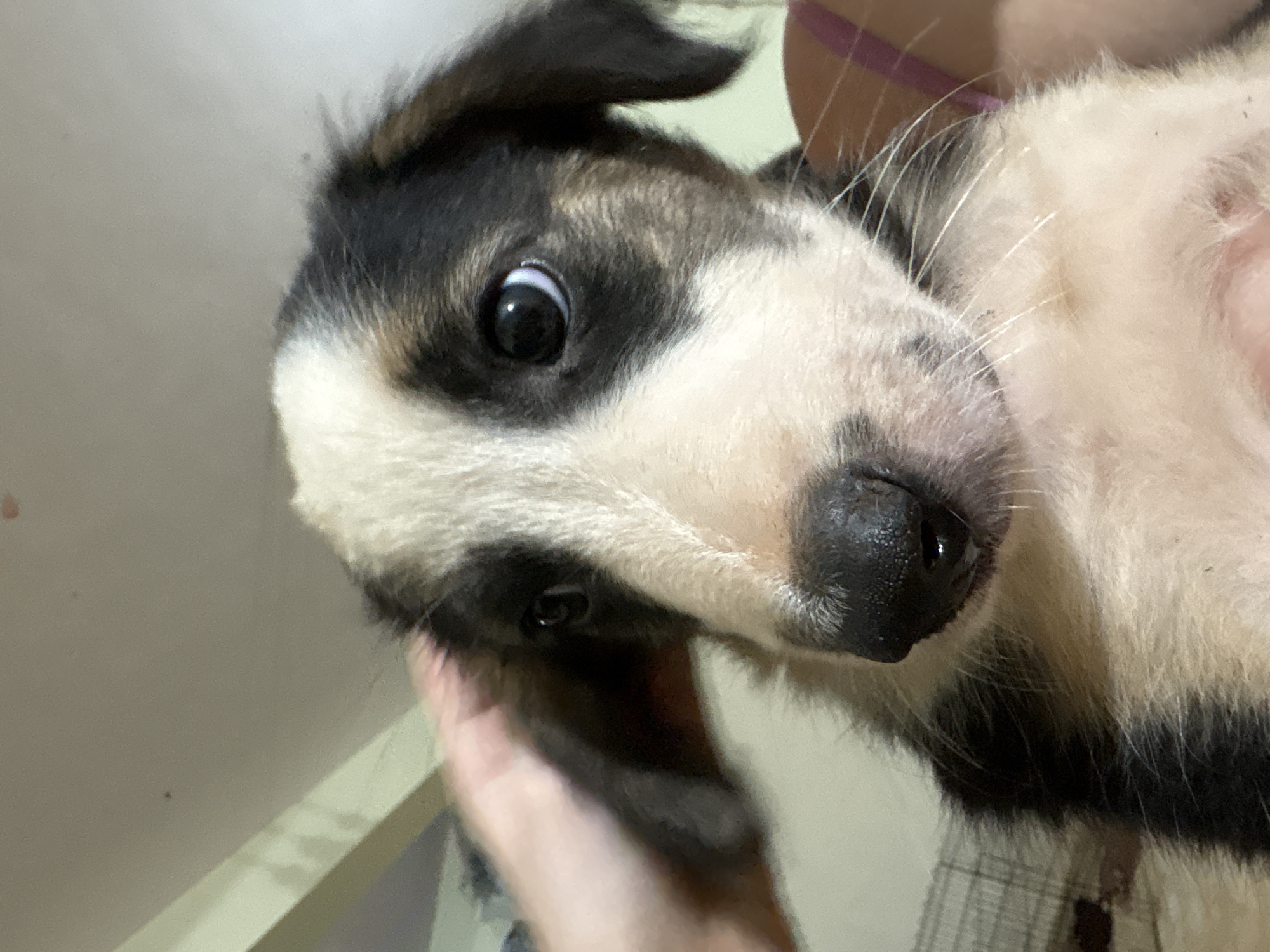The image is a close-up shot of a young dog, likely a puppy, with distinctive black and white markings on its face and body. The dog has large, dark eyes and a wet, black nose. A human hand is visible in the upper left corner, gently petting the dog's head. The background appears to be an indoor setting, with a light-colored wall and what looks like a bed or couch with patterned bedding. There is no indication of the city of Ashvem, India, or any specific geographic location within the image.