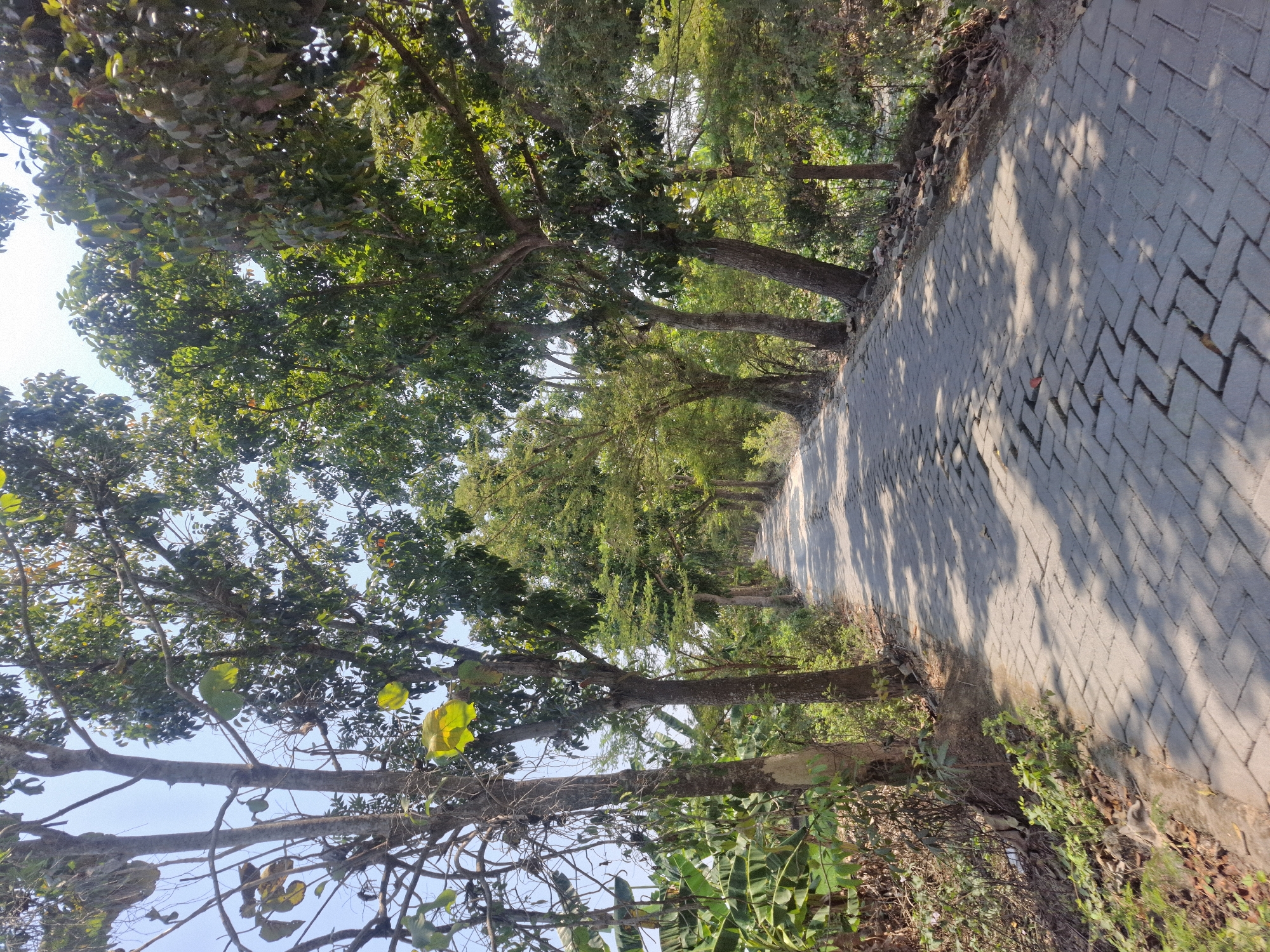 The image depicts a paved pathway lined with trees on either side, leading into the distance. The pathway is constructed of gray interlocking bricks, with distinct shadows cast by the foliage. On the left side of the path, there are banana trees with large green leaves, alongside other vegetation and tree trunks. On the right side, the trees are denser, with thick green canopies and visible trunks. The sky is clear and blue. The scene suggests a rural or natural setting within or near the city of Brangsi, Indonesia.