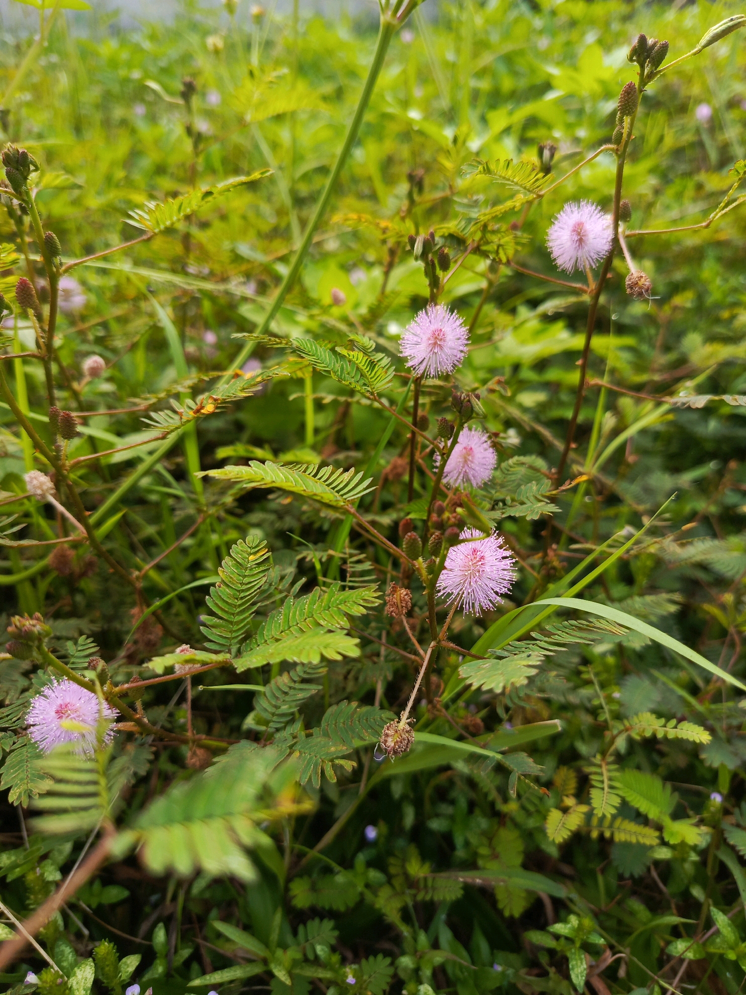 In Ciomas, Indonesia, this image captures a close-up view of Mimosa pudica, commonly known as the sensitive plant or shame plant, amidst a lush green environment. Several spherical, pinkish-purple flowers, characterized by their fuzzy appearance and delicate, needle-like petals, are prominently featured. The plant's distinctive compound leaves, with their small, feathery leaflets arranged in pairs, are also visible, some appearing to be in a closed state. The surrounding vegetation is dense and varied, consisting of blades of grass and other leafy plants, creating a natural, slightly overgrown setting. The lighting suggests an overcast day or dappled shade, contributing to the soft, natural tones of the scene. The focus is sharpest on the flowers and leaves in the foreground, with the background showing a blur of green, indicating a shallow depth of field. There are no people or animals present in the frame. The scene is static, depicting a moment in the growth cycle of these unique plants.