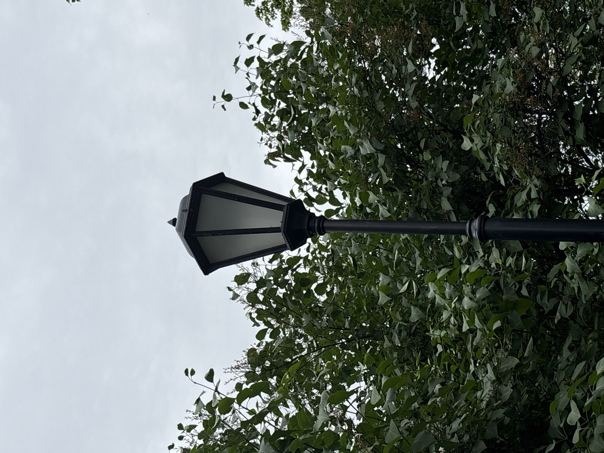 An ornate, black metal lamppost stands prominently in the foreground against a backdrop of lush green foliage and an overcast sky. The lamppost has a classic design, with a hexagonal lantern housing a frosted glass panel. The foliage, dense and leafy, forms a natural curtain behind the lamppost, with some lighter branches and leaves reaching upwards towards the pale sky. The scene appears to be an outdoor setting, possibly a park or a street lined with trees, in Saint Petersburg, Russia. No people or animals are visible in the frame. The overall mood is subdued, likely due to the cloudy weather.