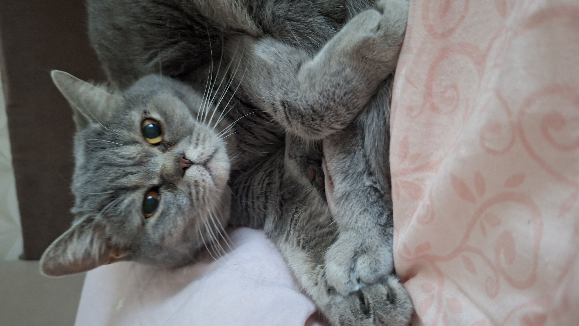 The image shows a close-up of a gray British Shorthair cat lying on a pink blanket with a floral pattern. The cat is positioned in the center of the frame, with its head tilted slightly to the left. Its eyes are open, with one appearing slightly more dilated than the other. The cat's paws are crossed in front of its body. The background consists of a blurred surface that appears to be a bed or sofa, with a hint of a wall behind it. The lighting is soft, suggesting an indoor setting. There is no information available about the location being in the city of Chaikovsky, Russia.