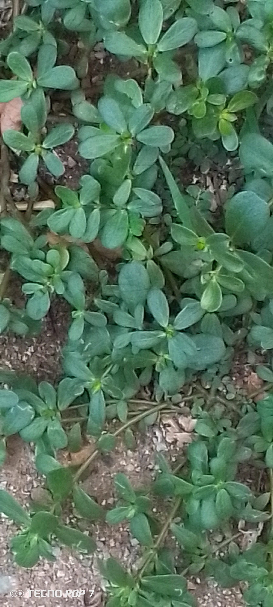 The image shows a close-up, top-down view of a patch of green, leafy ground cover with small, rounded leaves clustered along reddish stems. The plants are growing in soil mixed with small pebbles and debris. The lighting suggests an outdoor environment, likely during the day. A watermark at the bottom left corner reads "OO TECNO POP 7." The scene is located in Altagracia, Venezuela.