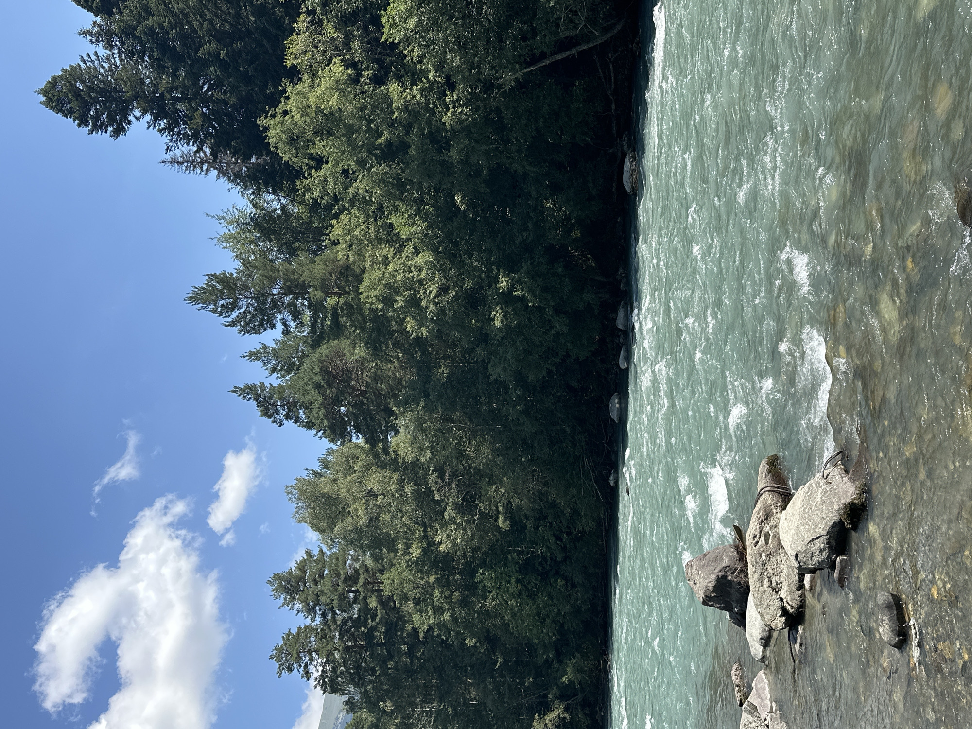 The image depicts a wide, turquoise river flowing rapidly in the foreground. The river is bordered by a dense forest of green trees, which covers the midground and extends to the background. The forest is characterized by tall, dark green conifers and lighter green deciduous trees. The sky above is a clear blue with scattered white clouds. In the lower left portion of the image, several large rocks are partially submerged in the shallow water at the river's edge. The scene appears to be a natural landscape, likely a river in a mountainous or forested region. The general setting suggests a location in Arkhyz, Russia, known for its natural beauty and pristine rivers. There are no people or animals visible in the image. The overall impression is one of a serene and wild natural environment.