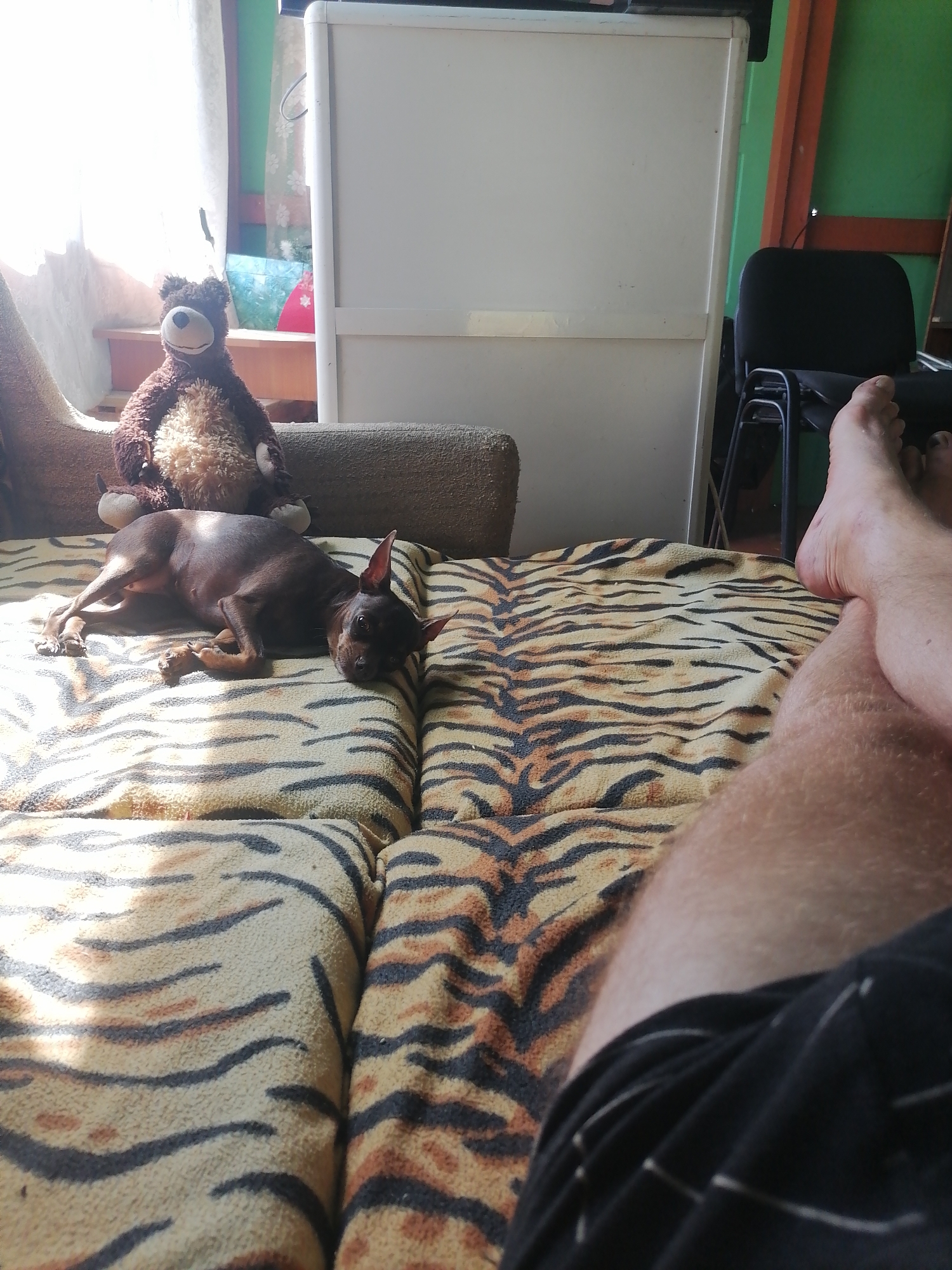 The image captures an indoor scene featuring a small dog, a teddy bear, and a person's legs. The dog, a short-haired breed, is lying on its side on a tiger-striped blanket, appearing relaxed. To the left of the dog, a brown teddy bear is seated, facing forward. A person's bare legs are prominently displayed in the foreground, crossed over each other. The legs are hairy and appear to be those of an adult. The background shows part of a white refrigerator, a black office chair, and a green wall. Sunlight streams in from the left, casting shadows across the tiger-striped blanket. The overall setting suggests a casual domestic environment.