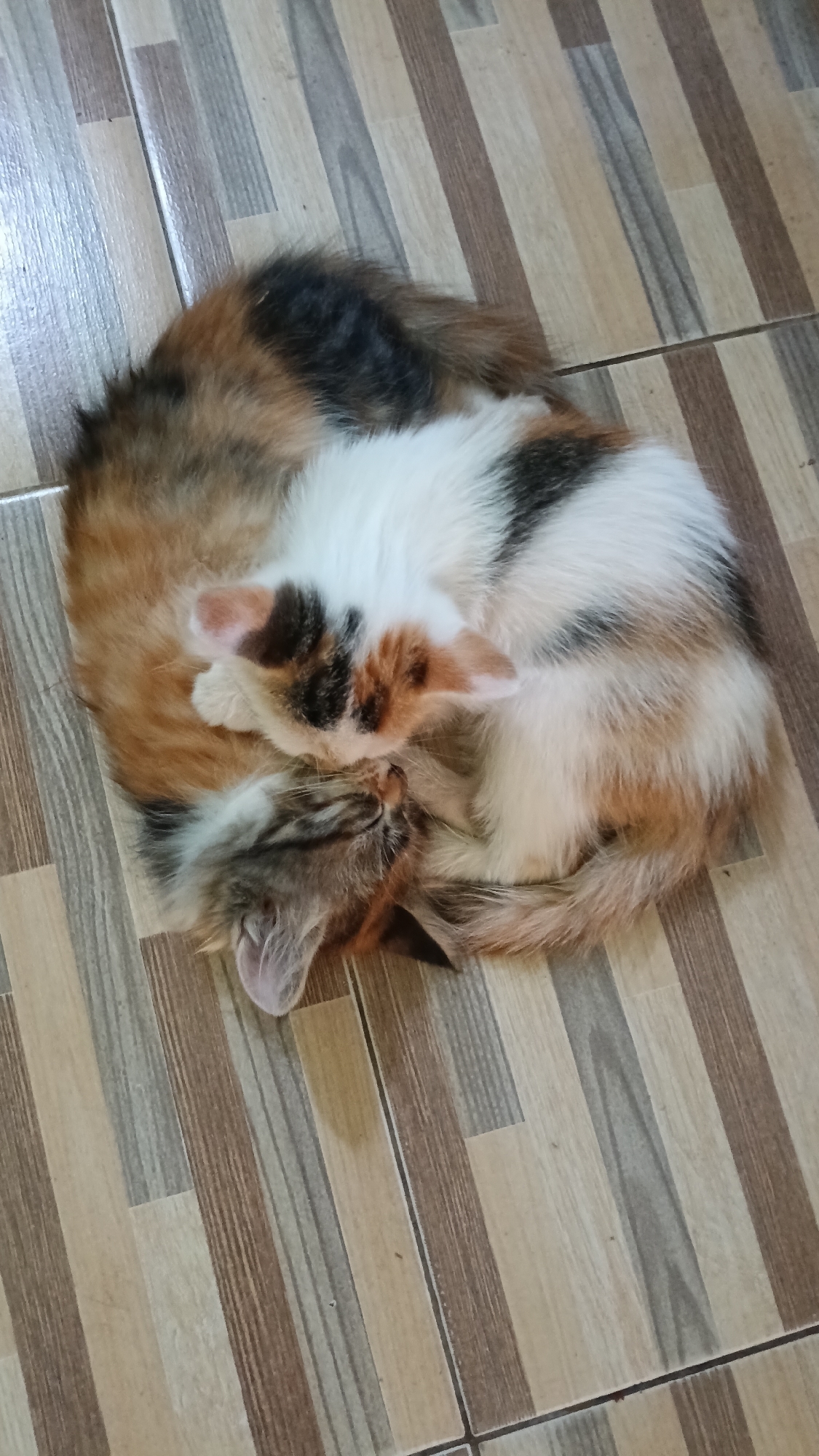 Two cats are curled up together on a floor with tiled flooring in Joho, Indonesia. One cat, which appears to be a calico, is predominantly white with patches of black and orange. The other cat, with a longer, fluffier coat, has a mixture of brown, black, and orange fur. Both cats are sleeping, with their bodies intertwined. The floor is covered in rectangular tiles with a wood-grain pattern, alternating between light brown and darker brown stripes.