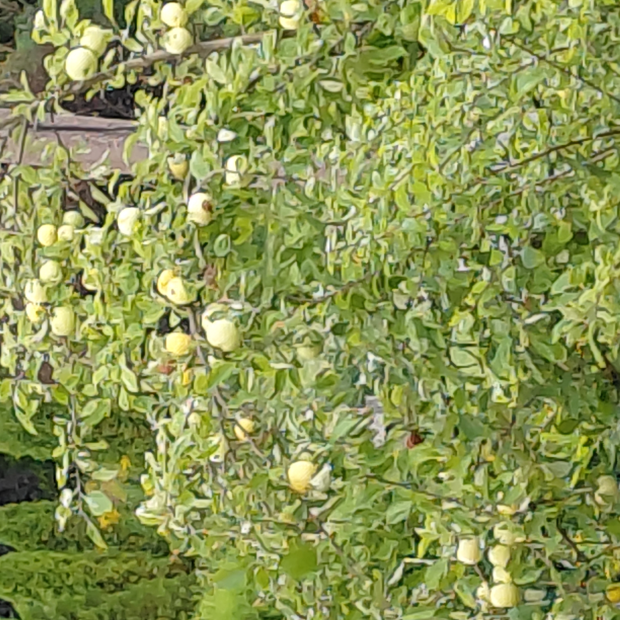The image displays an apple tree laden with numerous green and yellow apples. The tree is densely foliated with green leaves. In the background, a dark, vertical wooden post is partially visible, suggesting it may be part of a fence or structure. Further in the background, out-of-focus green foliage, likely trees or shrubs, creates a natural, outdoor setting. The overall scene appears to be a backyard or garden. There are no people or animals visible in the frame. The image is taken in Skuķīši, Latvia.