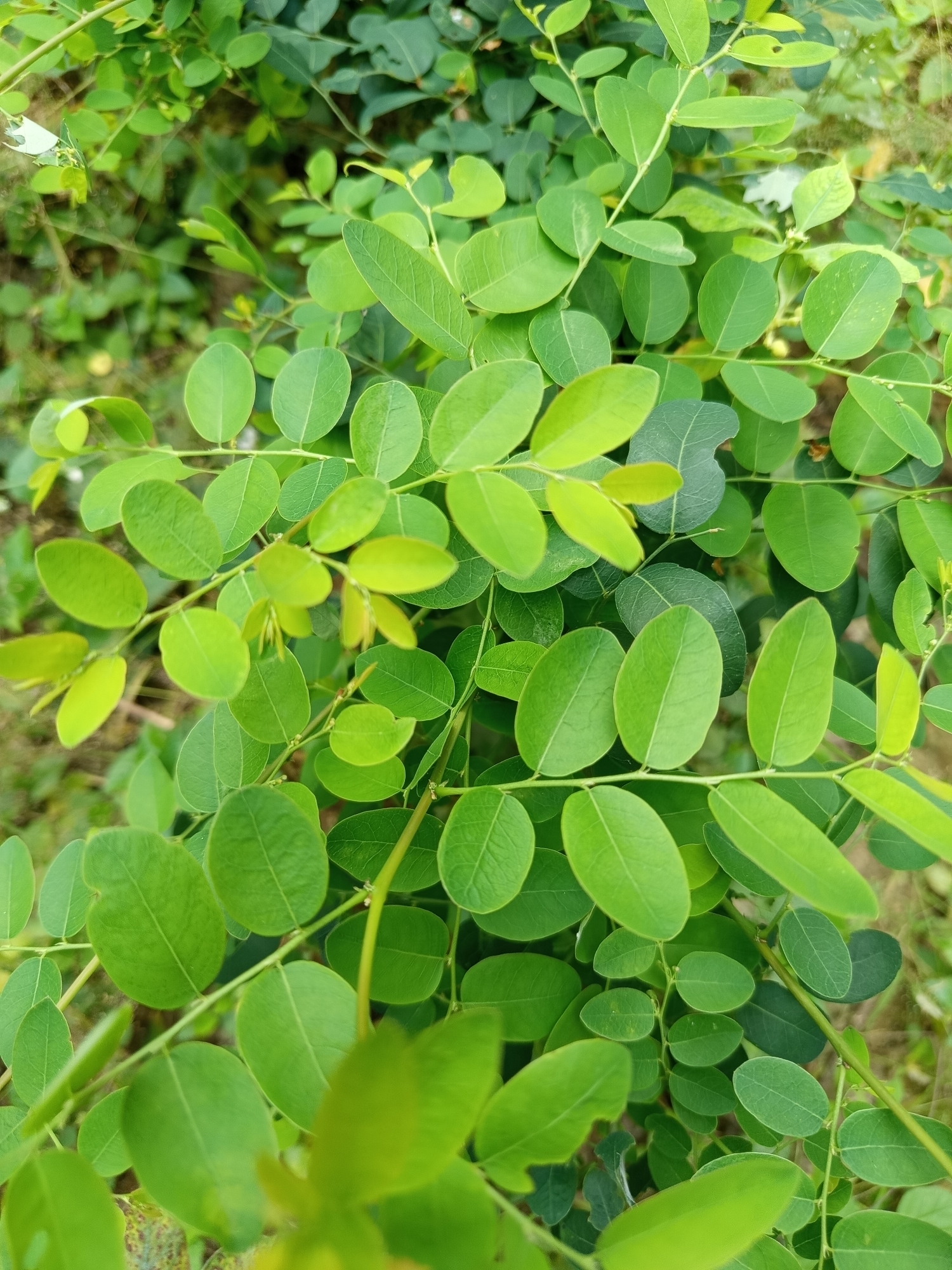 A close-up shot captures a dense cluster of vibrant green leaves on a plant, likely in an outdoor natural setting. The leaves are oval-shaped and appear to be arranged alternately along thin, light-colored stems. Some leaves are a bright, almost lime green, suggesting new growth, while others are a darker, richer green. The background is softly blurred, showing more foliage and hints of brown earth, indicating a natural environment. The image has a shallow depth of field, with the leaves in the foreground sharp and in focus, and those further back progressively out of focus. There are no people or man-made objects visible. The image was taken in Pajagalan, Indonesia.