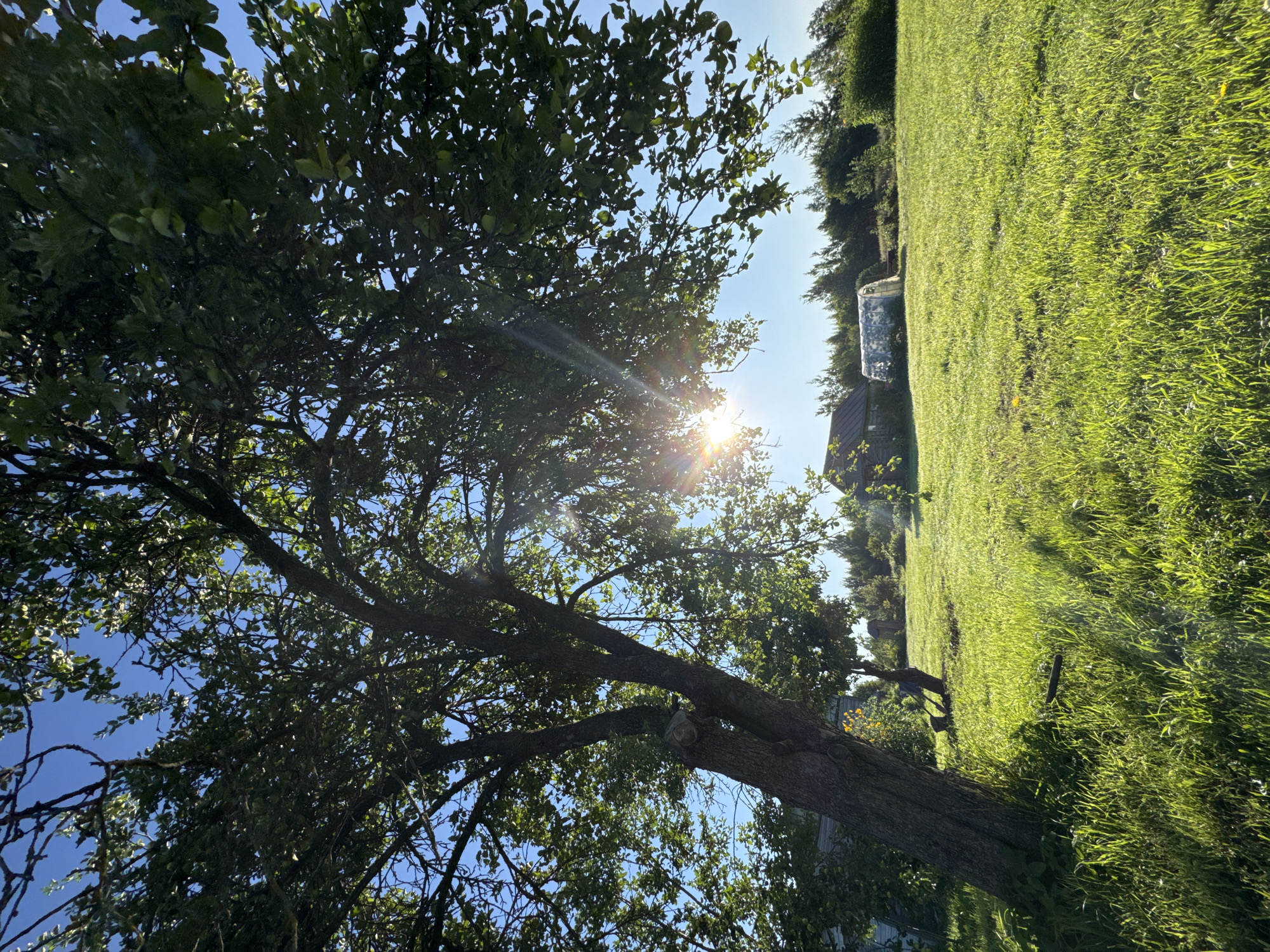 The image depicts a rural scene under a clear blue sky, likely in or near Sitno, Russia. A large, leafy tree dominates the left side of the frame, its branches extending across the upper portion and casting shadows on a bright green lawn. Sunlight filters through the leaves, creating lens flares and dappling the grass. In the middle ground, a small wooden building with a dark roof is visible, and to its right, a white greenhouse stands. The background consists of a line of trees and vegetation. The overall impression is one of a peaceful, sunny day in a countryside setting.