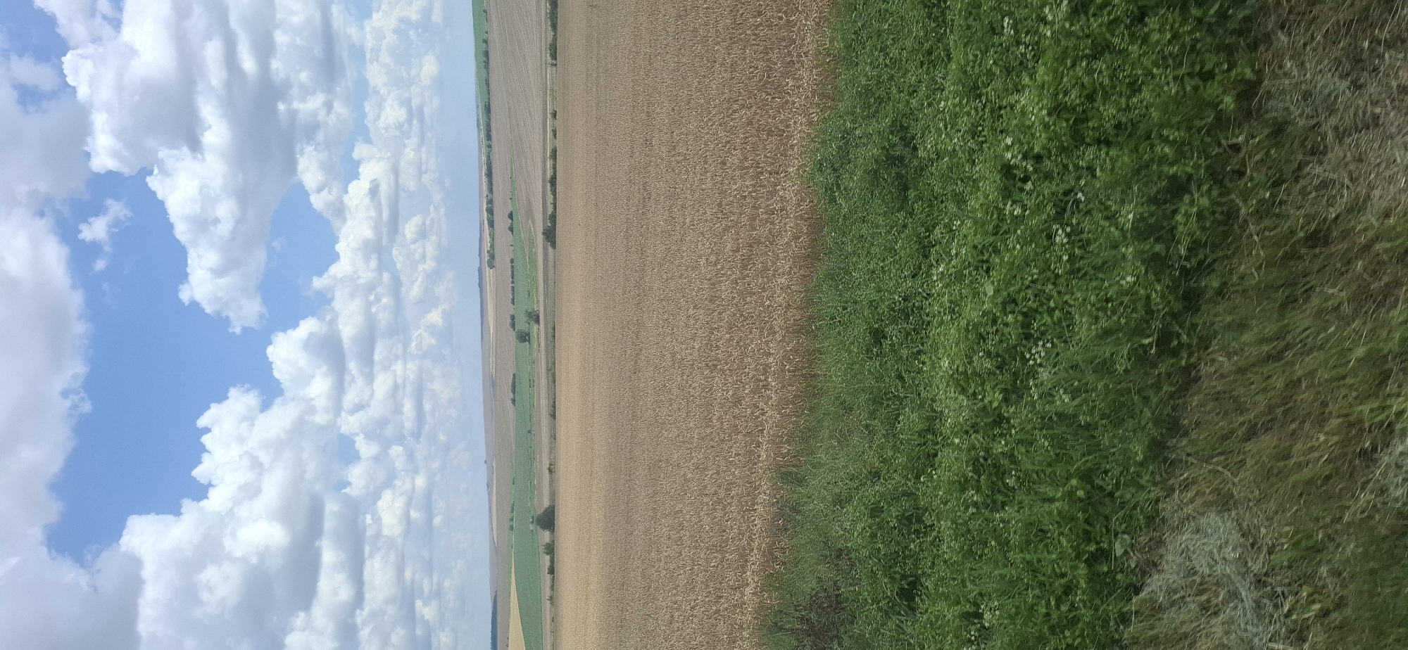 This is a vertical, eye-level, medium-range shot of a rural landscape under a partly cloudy sky. The foreground is dominated by lush green vegetation, with some dried grasses visible on the left. Behind this, a vast field of golden wheat stretches across the midground. In the distance, rolling hills and fields in various shades of brown and green create a layered horizon. The sky is a vibrant blue, dotted with fluffy white clouds. The scene depicts a tranquil, agricultural setting in the outskirts of Maslarevo, Bulgaria. There are no people or animals visible in the image.
