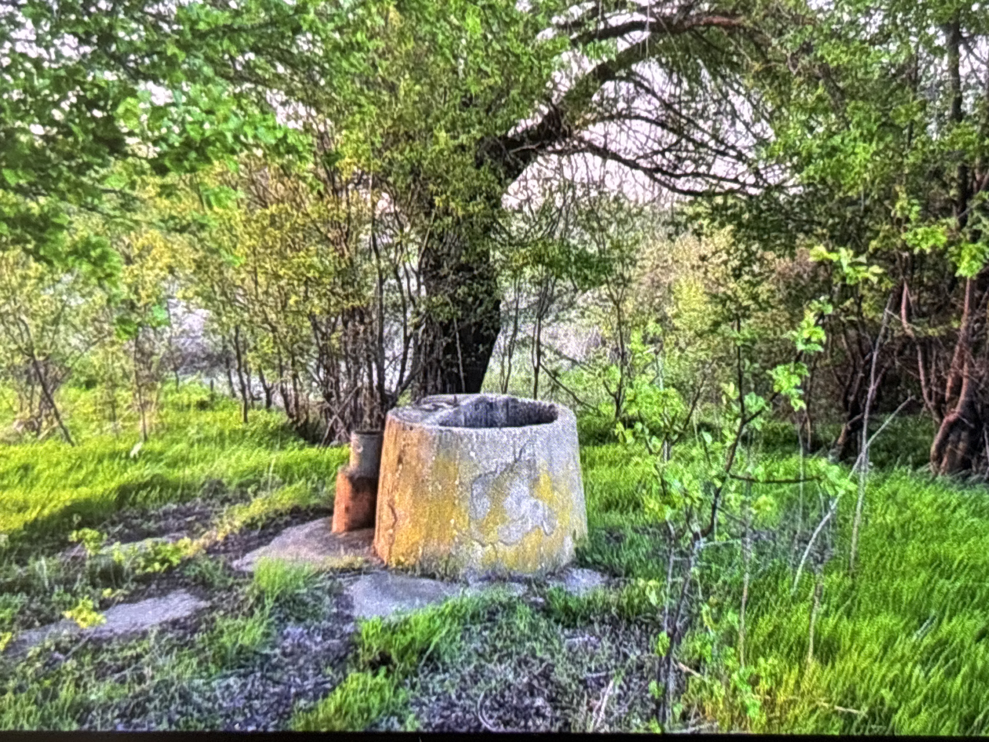This image captures a vibrant, overgrown natural scene, centered around an old, cylindrical concrete well curb. The well structure, wider at its base and tapering slightly towards the top opening, shows significant signs of age, with patches of yellow and grey lichen or moss covering its rough, weathered surface. To the left of the well, a smaller, reddish-brown, cylindrical object, possibly a terracotta pot or a section of piping, stands vertically on the ground near the well's base.
The ground around the well is covered in lush, bright green grass and scattered darker patches of soil or dried leaves, suggesting a path or disturbed area. The setting is densely wooded, with numerous trees and bushes filling the background and foreground. The foliage exhibits various shades of green, indicating fresh spring or summer growth. A large tree with a thick, dark trunk and spreading branches dominates the upper-middle section of the image, its canopy creating a dense layer of leaves. Other thinner trees and shrubs with bare or sparsely leaved branches are visible throughout, contributing to the wild, untamed appearance of the location.
The lighting suggests it is daytime, with soft, ambient light illuminating the scene, highlighting the vibrant greens without casting harsh shadows. There is no discernible activity taking place, and no people are visible. The scene evokes a sense of calm and the quiet persistence of nature. No visible text is present in the image. Given the context, this scene is located in Wolverhampton, United Kingdom.