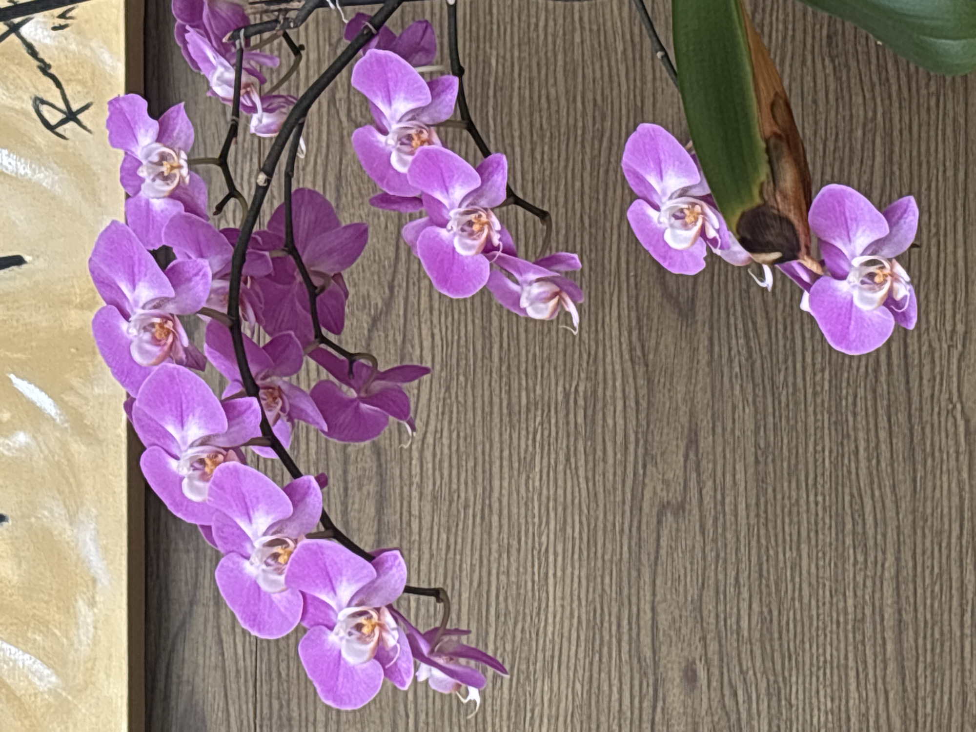 A cluster of purple orchids on dark, thin stems cascades down the left side of the image, partially obscuring a framed painting in shades of yellow and black. Two additional orchids are positioned to the right, near a green leaf with a brown, decaying section. The background is a light brown wall with a wood-grain pattern. The scene appears to be indoors. There are no indications about the location being San Bernardino Tlaxcalancingo, Mexico.