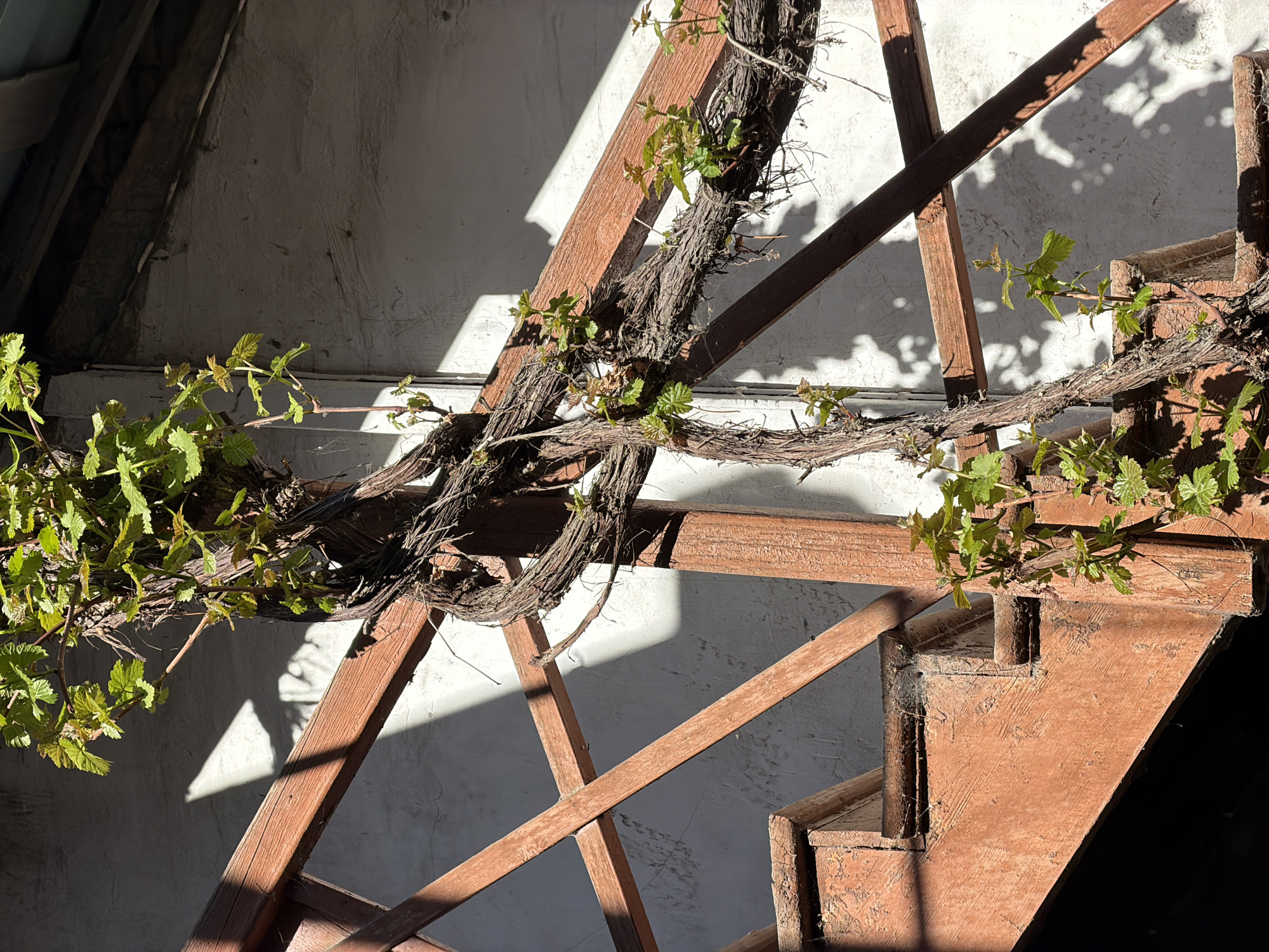 A vine with emerging green leaves is intertwined with a wooden structure resembling stairs or a trellis, set against a roughly textured, light-colored wall. Strong sunlight casts angular shadows on the wall and the structure, creating a high-contrast scene. The wood is painted in a reddish-brown tone and shows signs of wear, with peeling paint and exposed grain. The vine is the most vibrant element, with its new leaves providing a pop of green against the muted palette of the wood and wall. The setting is likely in Tbilisi, Georgia.