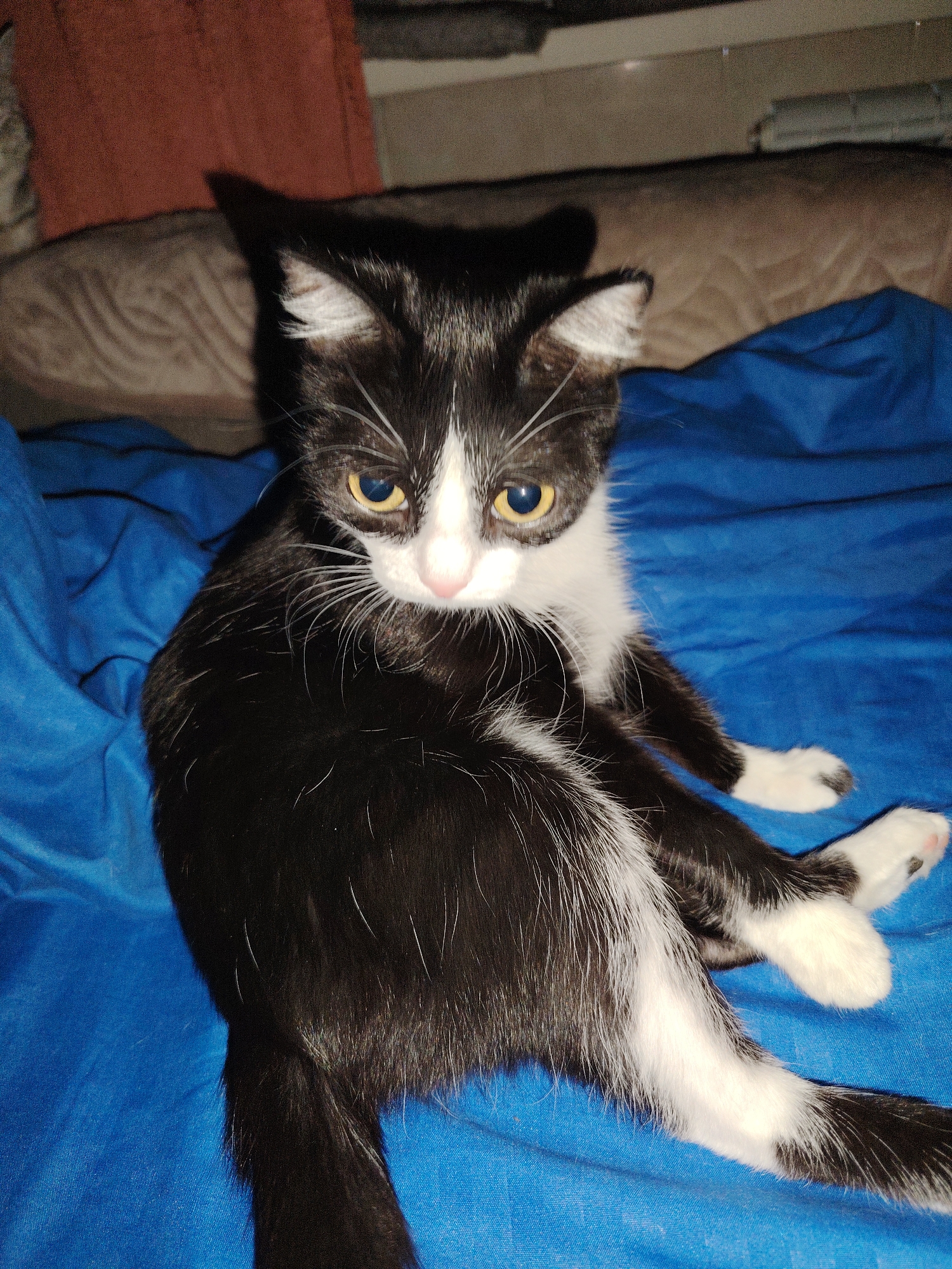 A tuxedo cat sits upright on a blue, textured surface. The cat is predominantly black with white markings on its face, chest, and paws. It has yellow eyes and a pink nose. The background shows a muted brown and orange textile suggesting bedding or furniture. The scene is indoors, with the lighting appearing dim. The location is Unknown, Unknown.