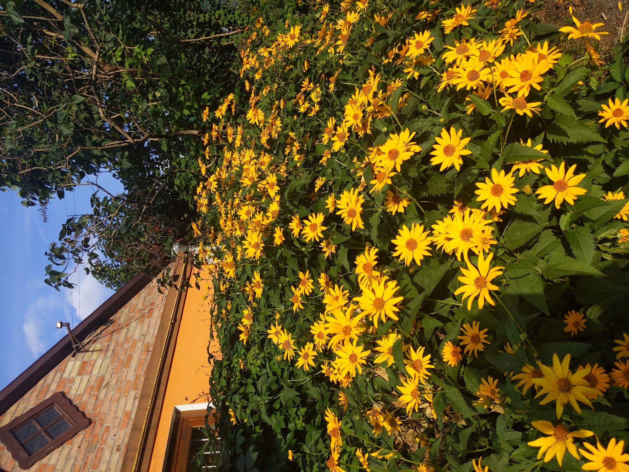 A sunlit exterior view shows a wall of vibrant yellow flowers in bloom in front of an orange-painted building with a brick upper section. The building has a brown-framed window in the gable and a brown-framed window on the lower orange wall. A narrow, angled, dark wood-framed window is visible in the brick portion of the building. Trees with dark green foliage frame the right side of the image, with a clear blue sky above. The scene is located in Kyiv, Ukraine.