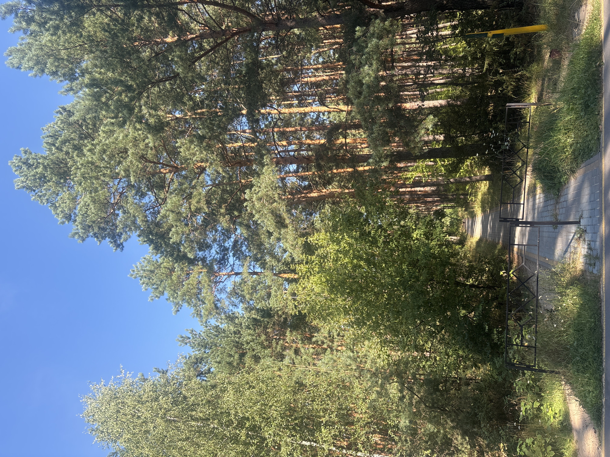 The image depicts a paved pathway leading into a dense forest with tall pine trees and some deciduous trees. The pathway is bordered by grass and a black metal fence. Sunlight filters through the trees, creating dappled shadows. A yellow pole, possibly a utility marker, is visible on the right side of the pathway. The sky is clear and blue. The scene appears to be a nature trail or park area within Salihorsk, Belarus, likely a public recreational space given the paved path and maintained entrance.