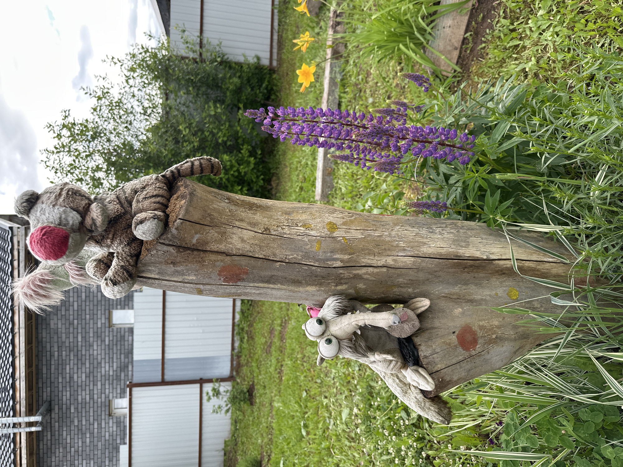 An outdoor scene in Bol'shaya Mos', Russia, depicts two plush toys positioned on a weathered wooden tree stump. A striped, tiger-like plush with a prominent red nose and a pinkish fur tuft on its head is seated on the top of the stump. Below it, leaning against the stump, is a grey, long-snouted plush toy with large, spherical eyes, which holds a small, furry, light-brown object. The stump itself is vertically cut, exhibiting rough bark texture, and has a red circular mark and a smaller yellow mark painted on its surface.
The ground surrounding the stump is covered in green grass, interspersed with small white flowers and variegated green and white plant foliage in the foreground. To the right of the stump, a cluster of vibrant purple lupine flowers stands tall, with yellow daylilies visible in the background. Dense green foliage from bushes and trees forms a middle ground layer, partially obscuring a corrugated metal fence, which is white and grey with brown support posts. In the far background, a grey brick building with a dark tiled roof and exposed utility pipes is visible, featuring two small rectangular windows. The sky is overcast with diffused cloud cover.