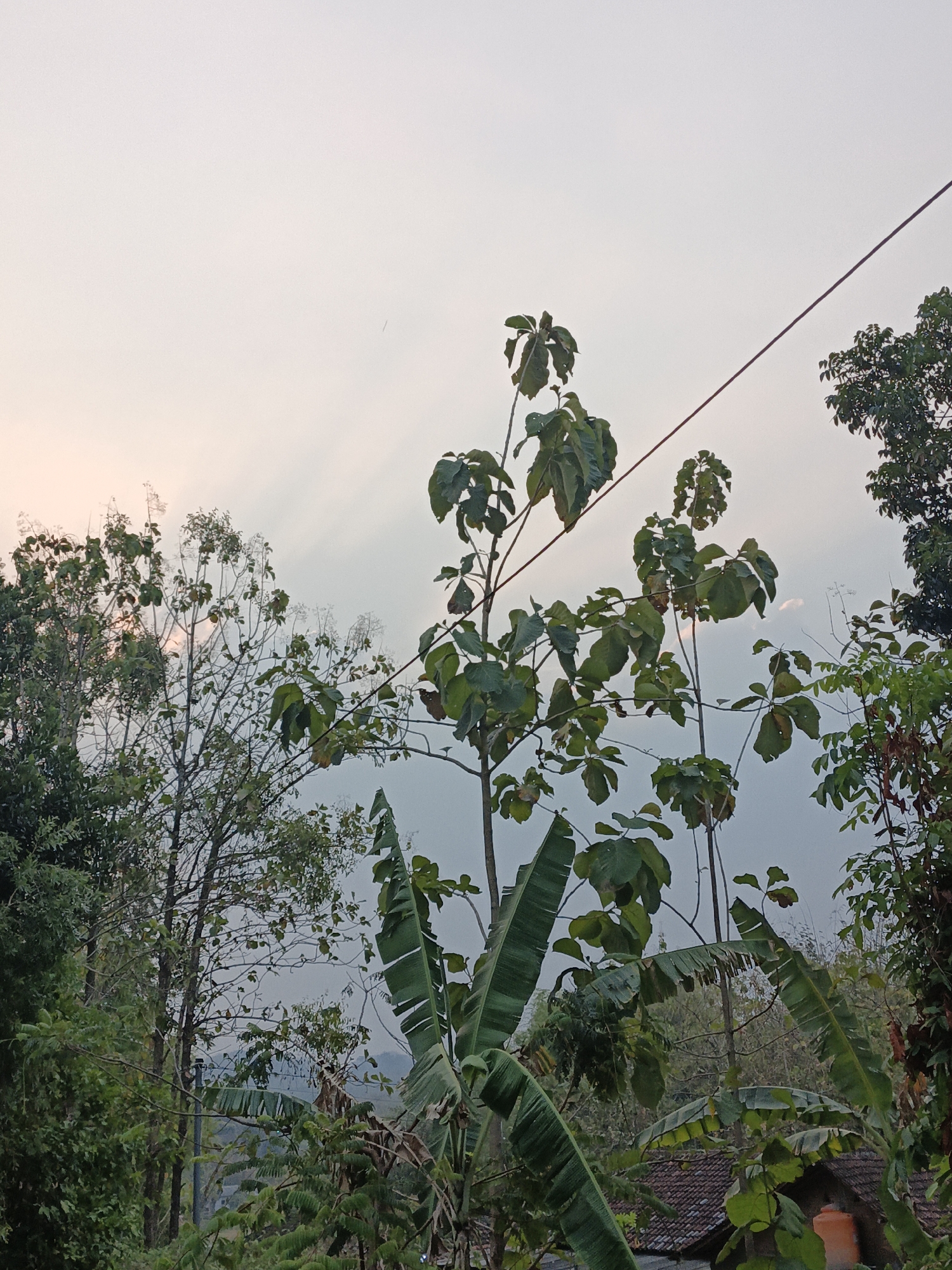 The image depicts an outdoor scene dominated by lush greenery and a pale, overcast sky. Several trees of varying heights and foliage are visible, with one prominent tree in the foreground featuring large, broad leaves. Banana leaves are also discernible, their distinctive shape and texture adding to the tropical feel. In the background, a hint of a tiled roof and an orange water tank suggest the presence of a dwelling. A dark, thin wire traverses the upper portion of the image, indicating human infrastructure. The lighting suggests it could be either dawn or dusk, with diffused light filtering through the clouds. The location is identified as Pare, Indonesia, a region known for its agricultural landscape and verdant vegetation. The scene is peaceful and natural, with no human figures or active events captured.