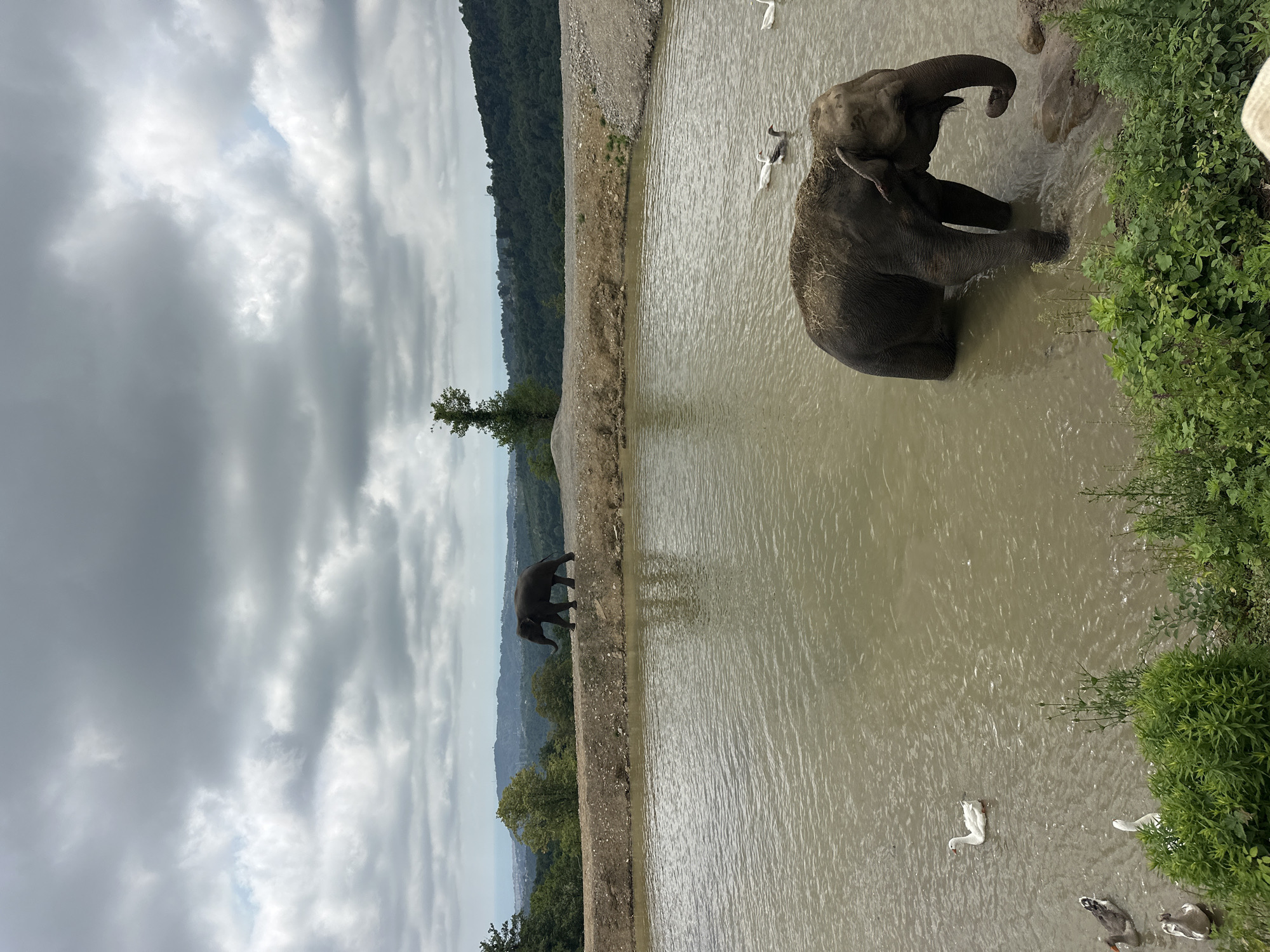 The image depicts a tranquil scene at an elephant sanctuary in Nizhnyaya Shilovka, Russia, under a cloudy sky. In the foreground, an elephant is partially submerged in a muddy pond, its body covered in dust and hay. Several ducks and geese are also present in the water, some swimming and others resting near the shore.

In the background, another elephant is seen walking along a dirt path on a higher elevation, with a lush green landscape and distant hills stretching towards the horizon. The environment is characterized by natural elements, including trees, vegetation, and bodies of water, suggesting a natural habitat for the animals. The overall atmosphere is peaceful and serene, highlighting the harmonious coexistence of wildlife in a sanctuary setting.