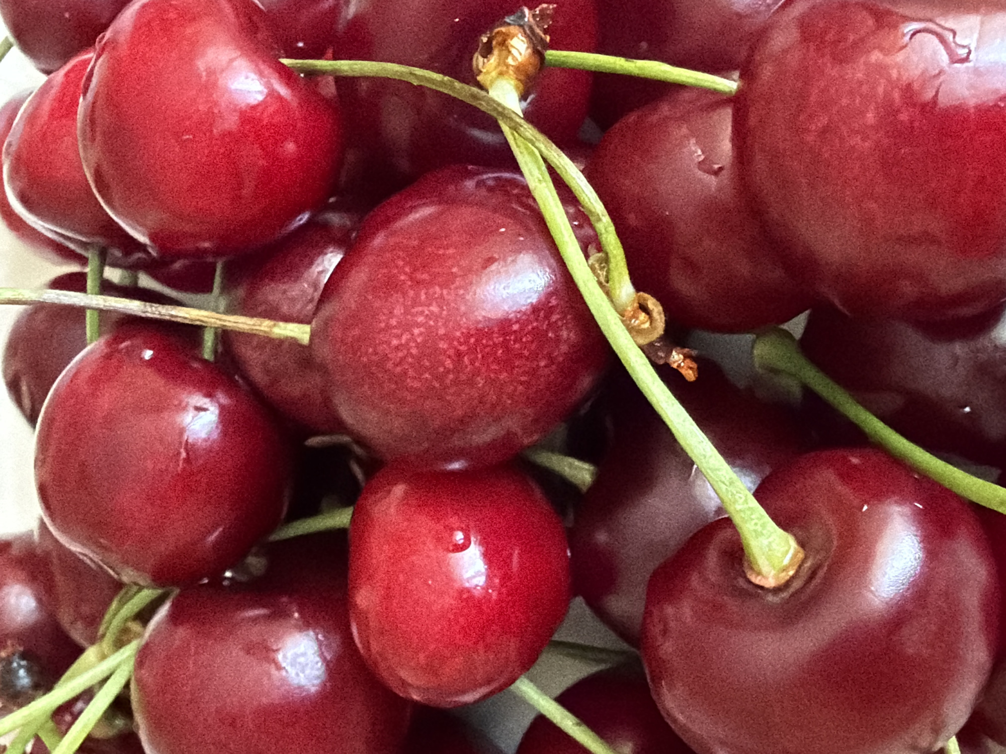 The image presents a close-up, high-angle view of a clustered group of fresh cherries. The primary subjects are numerous deep red, almost maroon, cherries, most of which are still attached to their vibrant green stems.
The cherries exhibit a glossy, smooth surface, with many displaying small, clear water droplets, suggesting they are freshly washed or very ripe. The color varies slightly depending on the light, ranging from bright crimson where the light catches them to a darker, richer red in shaded areas. Each cherry is round and plump, with some showing minor imperfections or slight indentations on their skin.
The green stems are thin and intertwine among the fruit, providing a strong color contrast against the red cherries. A few stems have small, dried, brownish tips where they were likely attached to a larger branch.
The scene is tightly cropped, filling the entire frame with the fruit and stems, creating an abstract pattern of red and green. The lighting is bright, creating distinct highlights on the curved surfaces of the cherries. No background elements are visible, nor are there any discernible activities taking place. There is no visible text. The image offers no visual cues regarding the time of day, weather, or specific location, beyond the provided context of "Unknown, Russia" which is not visually verifiable from the image itself.