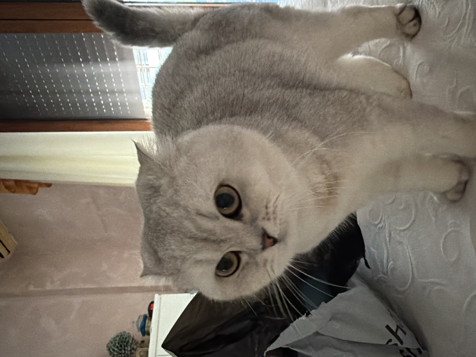 A silver-colored cat with large, round, amber eyes stands on a white textured surface, likely a bedspread. The cat is looking towards the left side of the frame with its ears slightly flattened back. To the left of the cat, a dark plastic bag is partially visible, and a white paper bag with black lettering is in the foreground. In the background, a pink-toned wall with a textured finish is visible. To the right, a window with a slatted blind and sheer curtains is present. Above the wall, a light fixture is partially visible. There is no indication of the cat's location in Rome, Italy, or any people present.