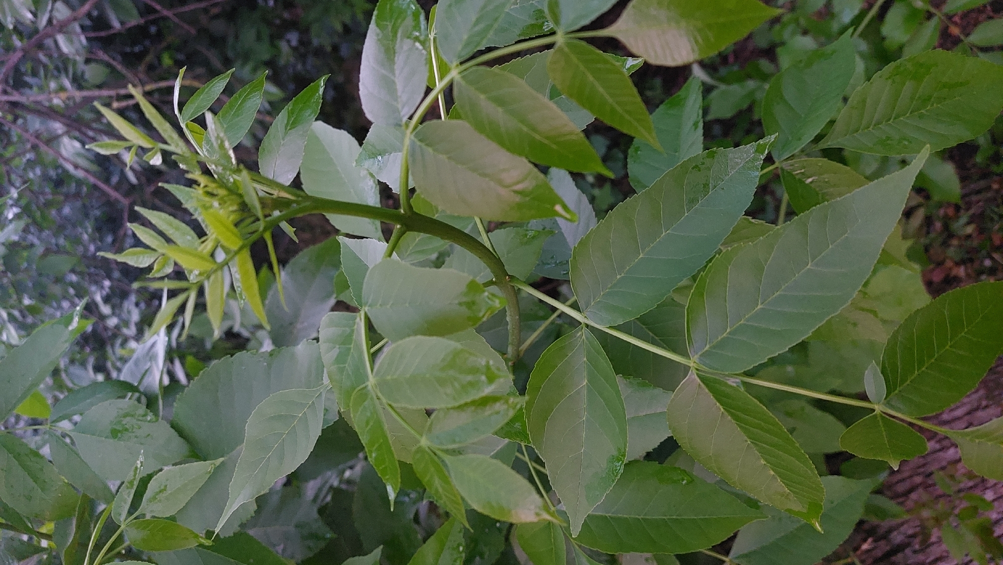 A close-up, vertical shot shows the vibrant green foliage of a leafy plant. The leaves are elongated and pointed, with visible veins and a slight sheen that suggests they might be wet, perhaps from recent rain. The plant appears healthy, with new growth at the top featuring lighter green, delicate leaves unfurling. The stems are slender and green, supporting the arrangement of leaves.
The background is a blur of darker greens and browns, suggesting a natural setting, possibly a garden or woodland area, with other plants and branches creating a soft focus. The lighting is somewhat dim, hinting at an overcast day or the shade of surrounding trees, but it allows for the detail of the leaves to be clearly seen. There is no visible text in the image. The overall impression is one of lush, natural growth. Given the location context of Novocherkassk, Russia, this image likely depicts a common plant species found in the region during its growing season.